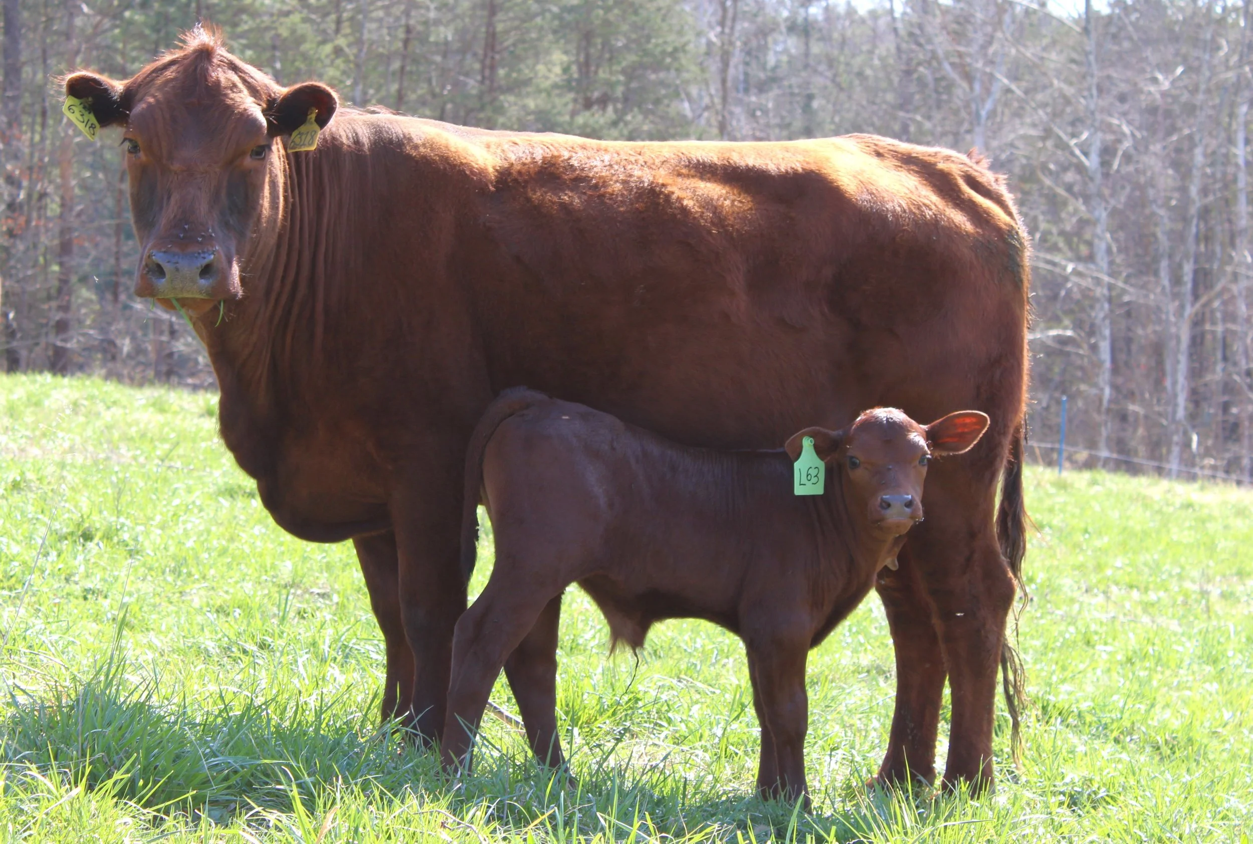 South Poll Cattle — BENT CREEK FARM