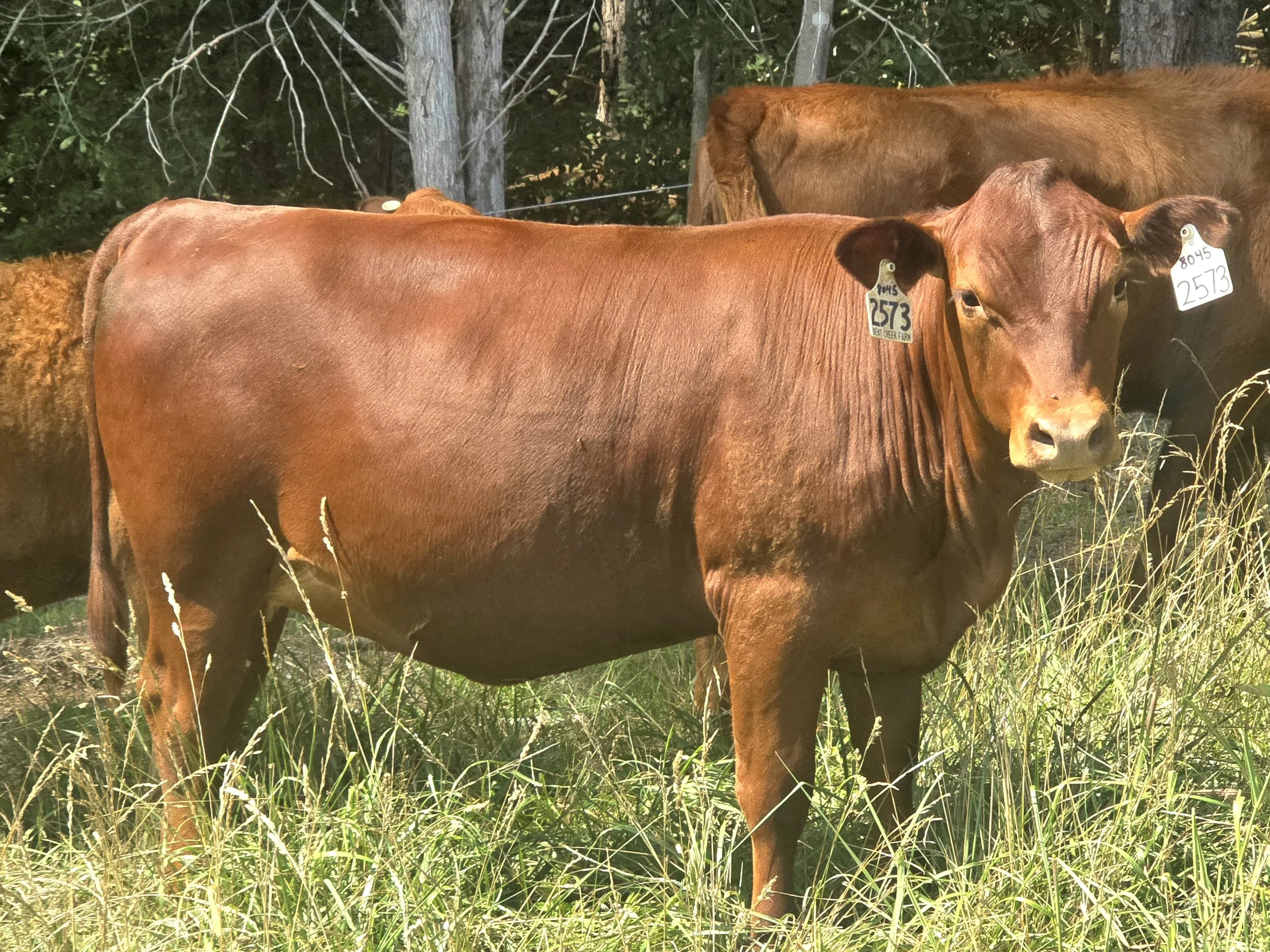 South Poll Field Day Lot 10 
Go Get Em Daughter