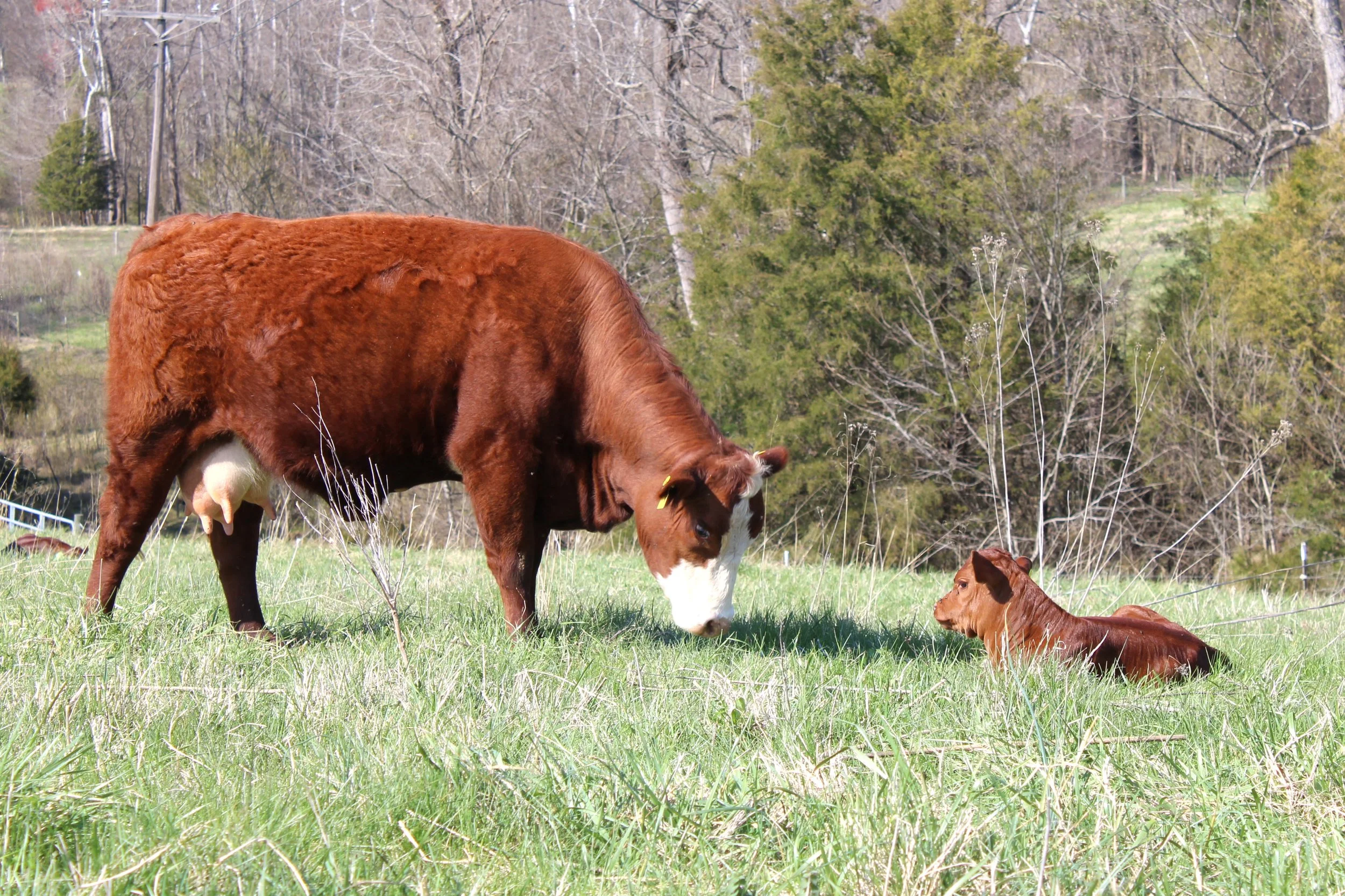 South Poll Cattle — BENT CREEK FARM