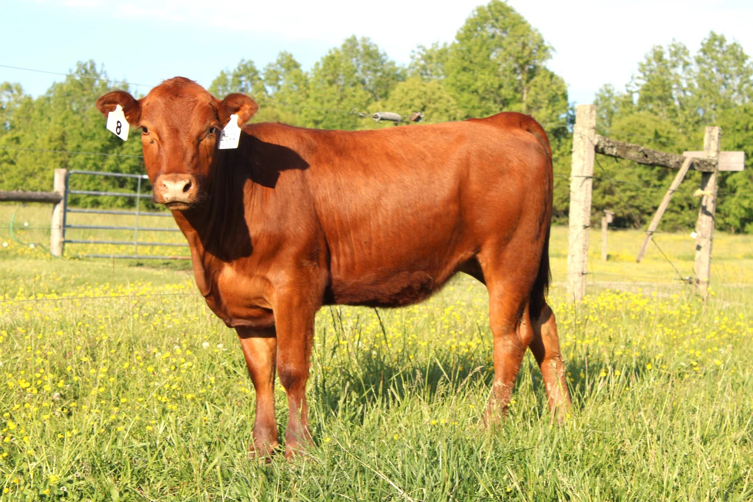 Cattle for Sale — BENT CREEK FARM