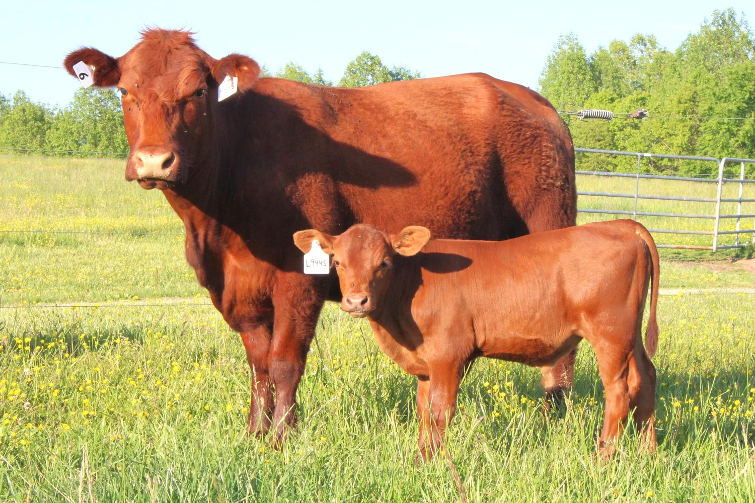 Cattle for Sale — BENT CREEK FARM