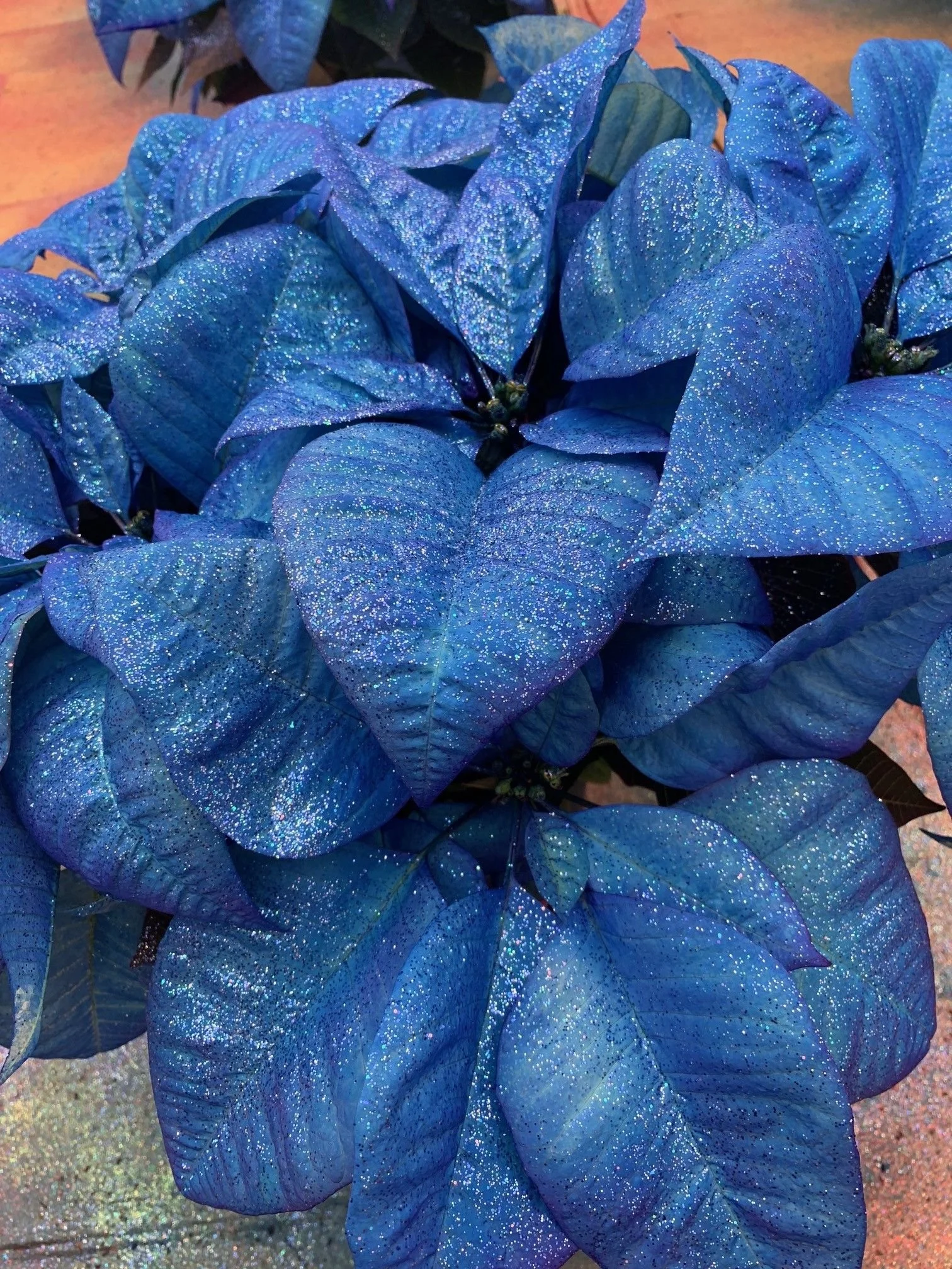 Fantasy Blue (Available in 6 & 8 inch)