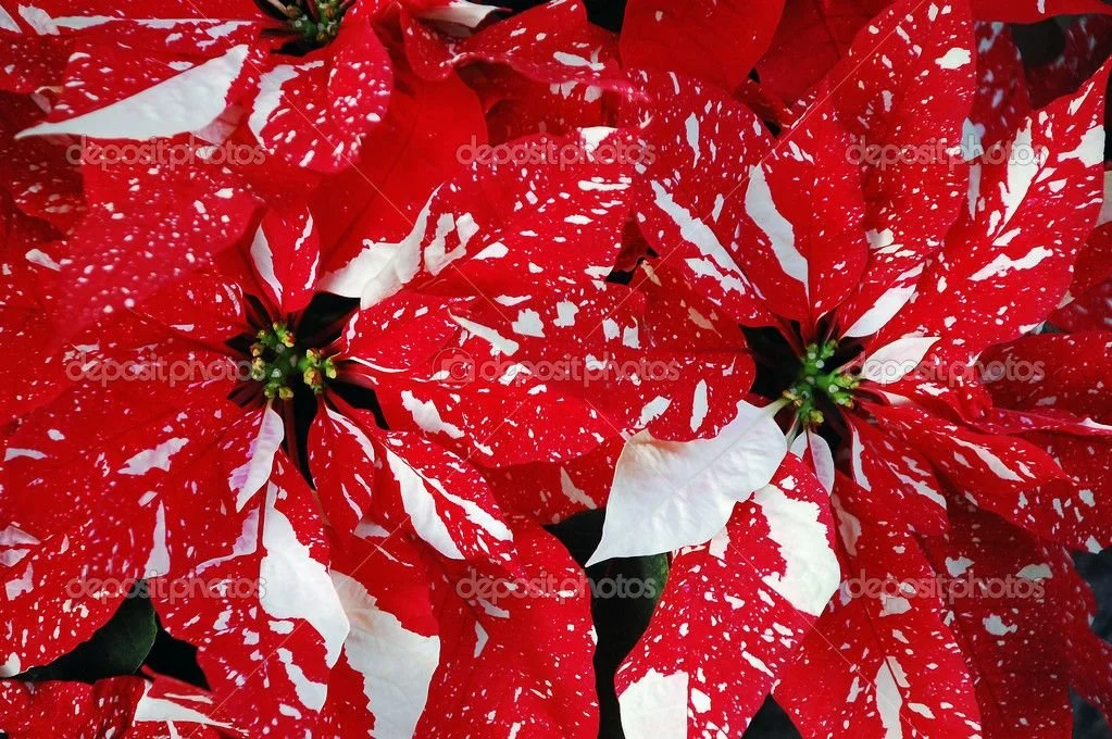 Red Glitter (Available in 6 & 8 inch)