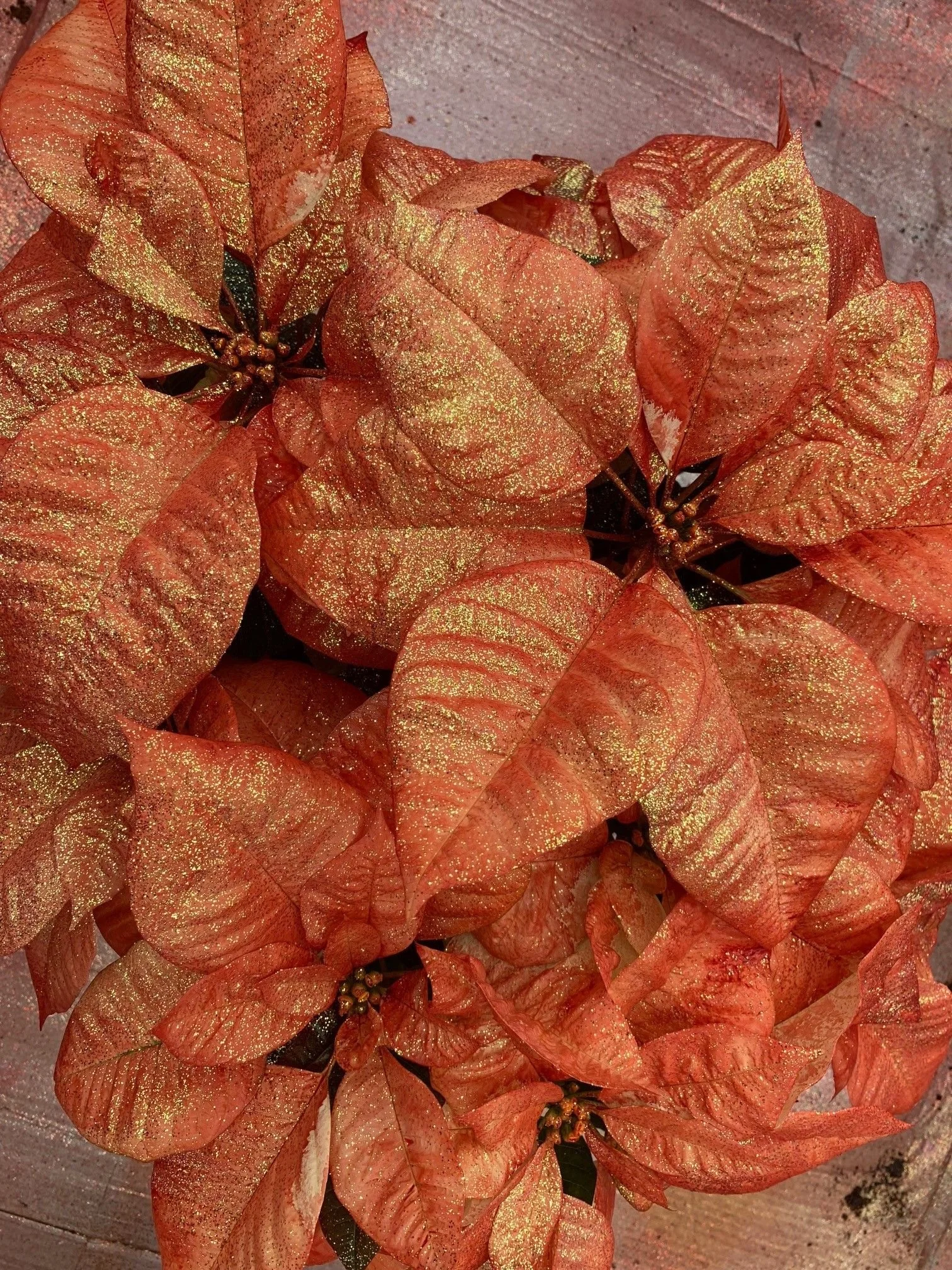Orange Fantasy (Available in 6 & 8 inch)