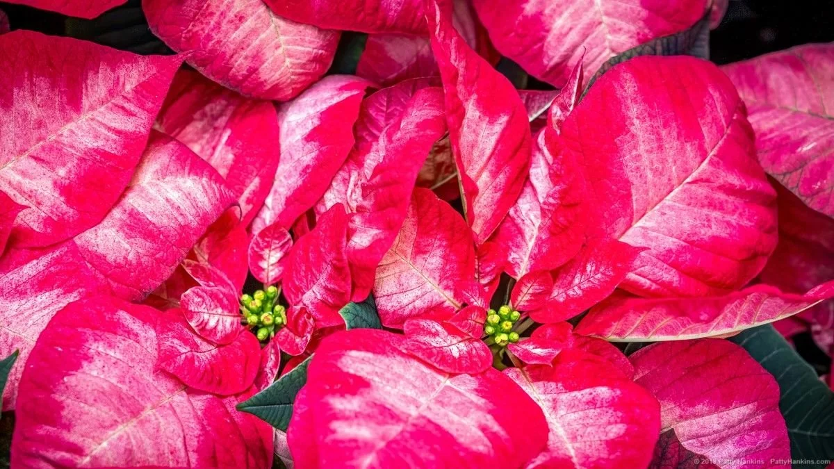 Christmas Beauty (Available in 6 & 8 inch)