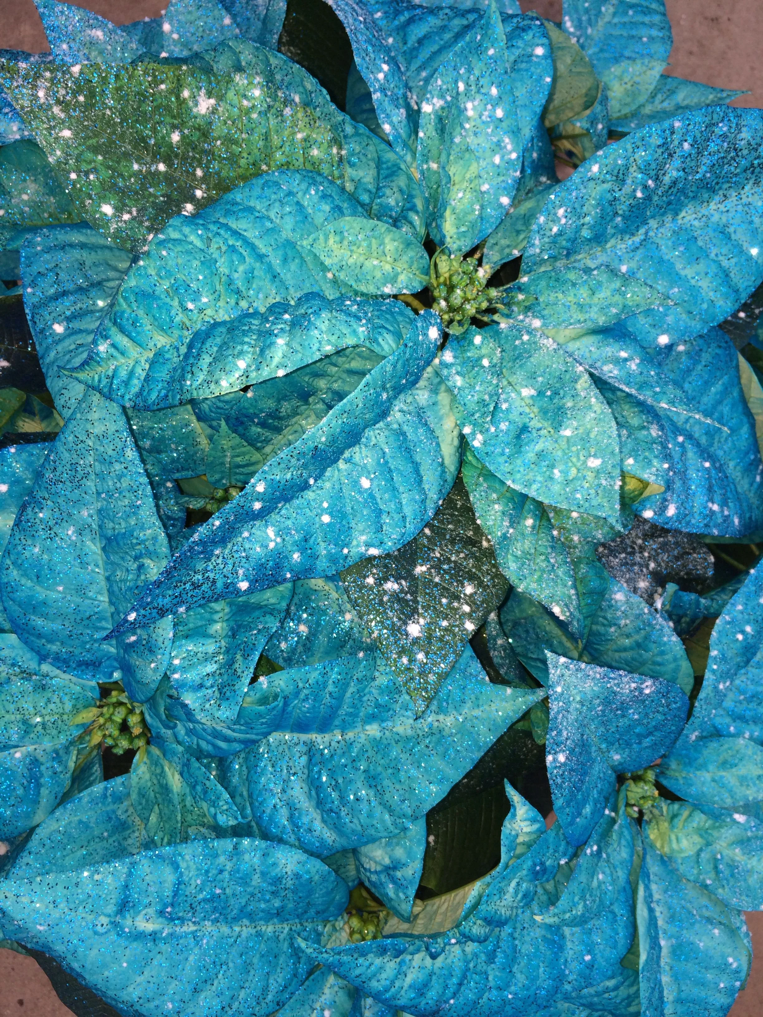 Turquoise Fantasy (Available in 6 & 8 inch)