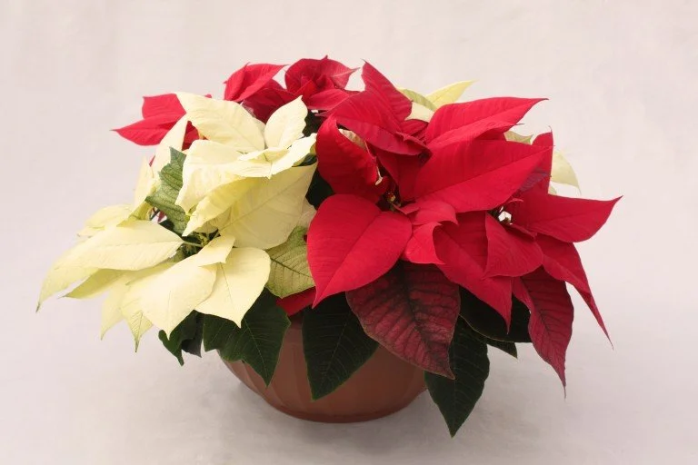 Red & White Mixed (Only Available in 12 inch)