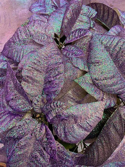 Fantasy Lilac (Available in 6 & 8 inch)