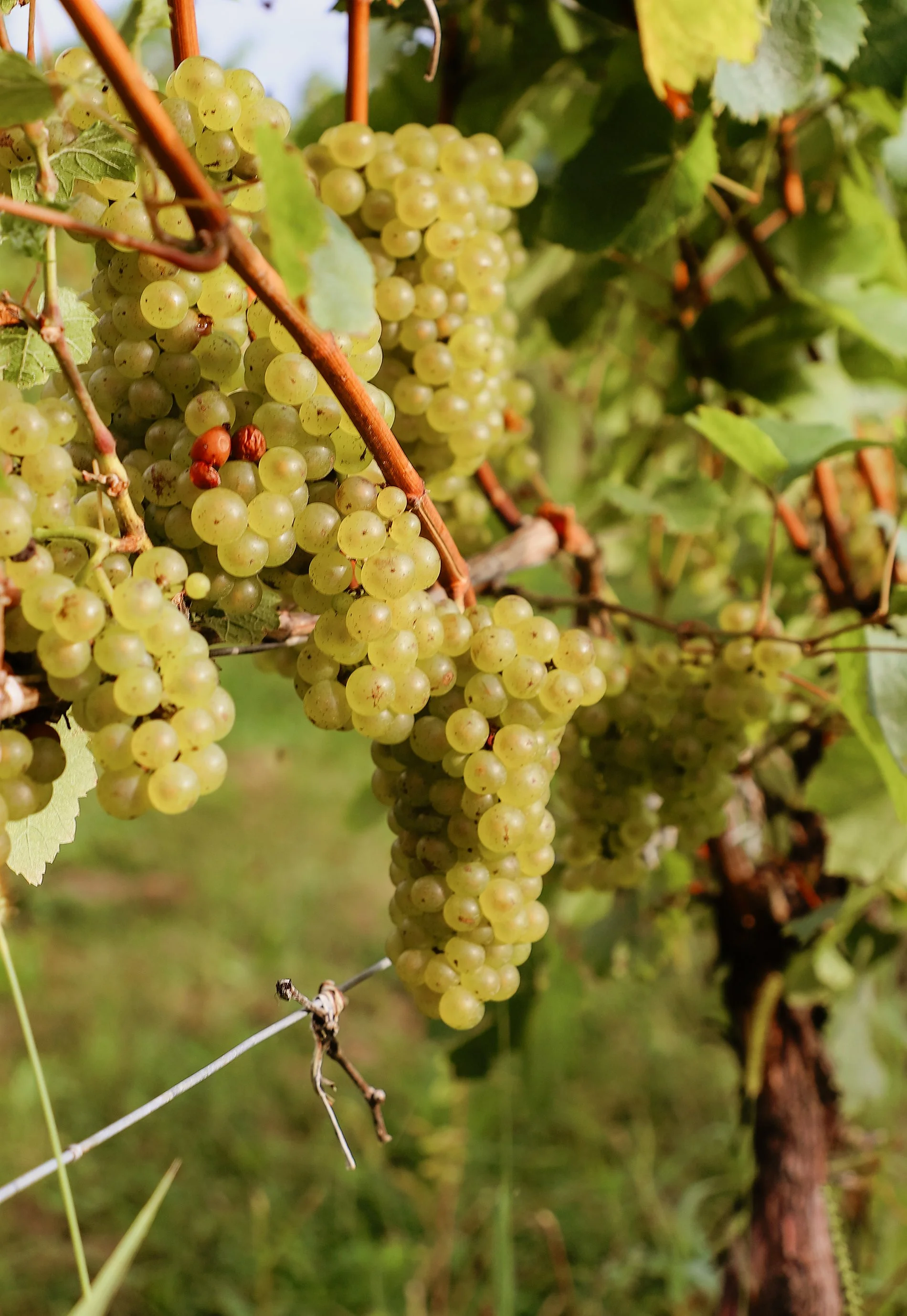KnappHarvest_Chardonnay6.jpeg