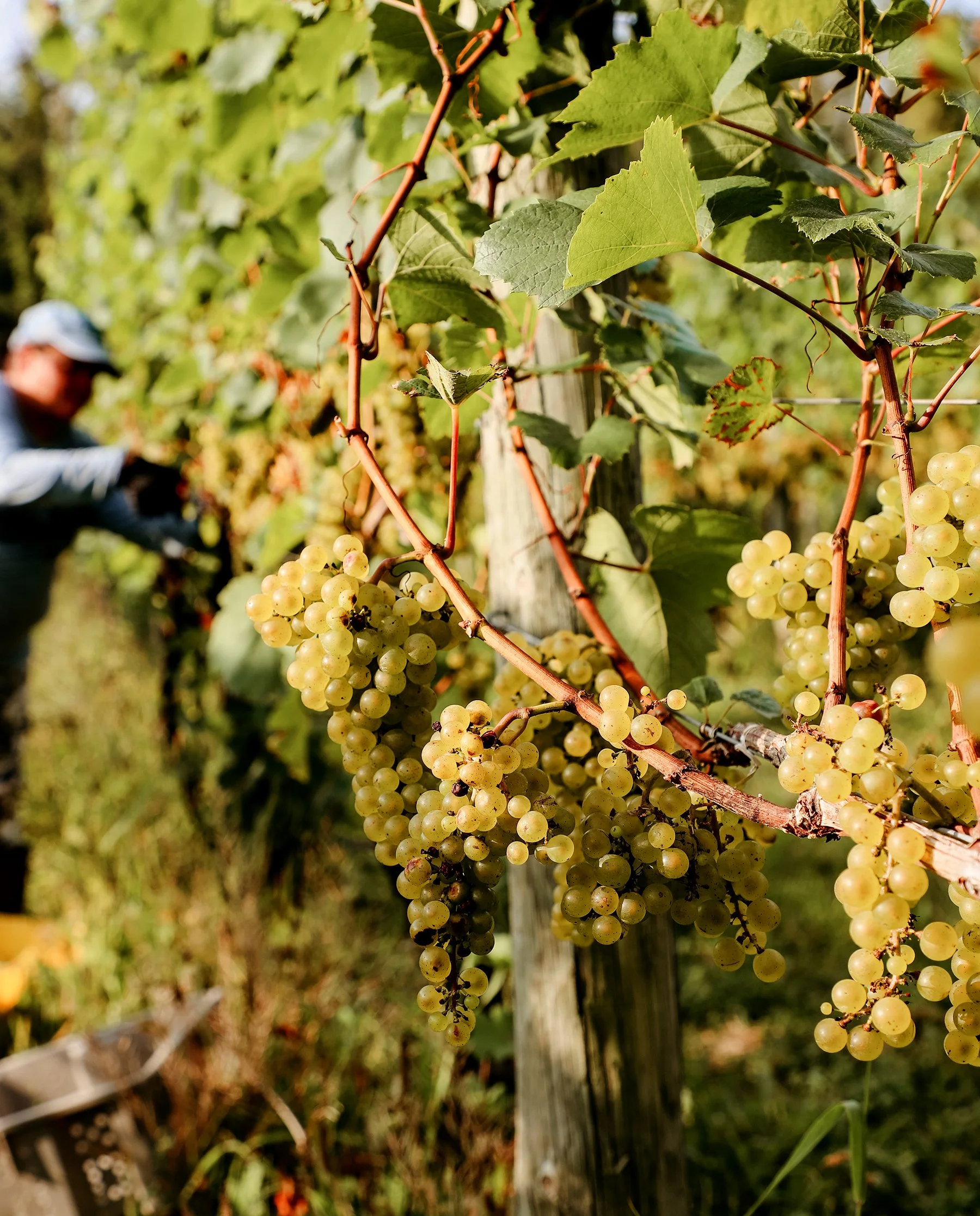 KnappHarvest_Chardonnay2.jpeg