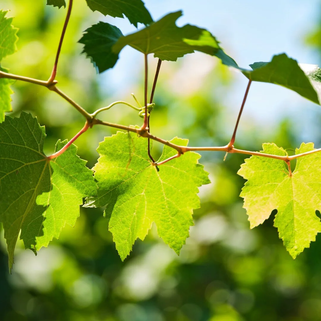 Anche in questa stagione, segnata dall'estrema siccit&agrave;, le nostre viti continuano il loro sviluppo, avvicinandoci sempre pi&ugrave; alla vendemmia. 
Segno di piante integrate nel territorio delle pre-alpi venete di Sarmede 🌱🌄