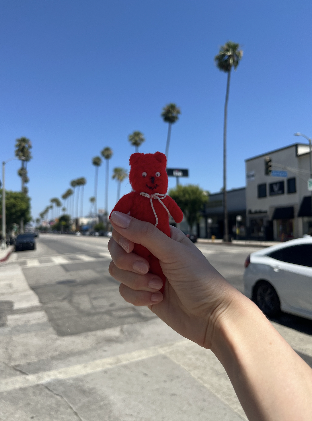 Chester in Studio City, Los Angeles