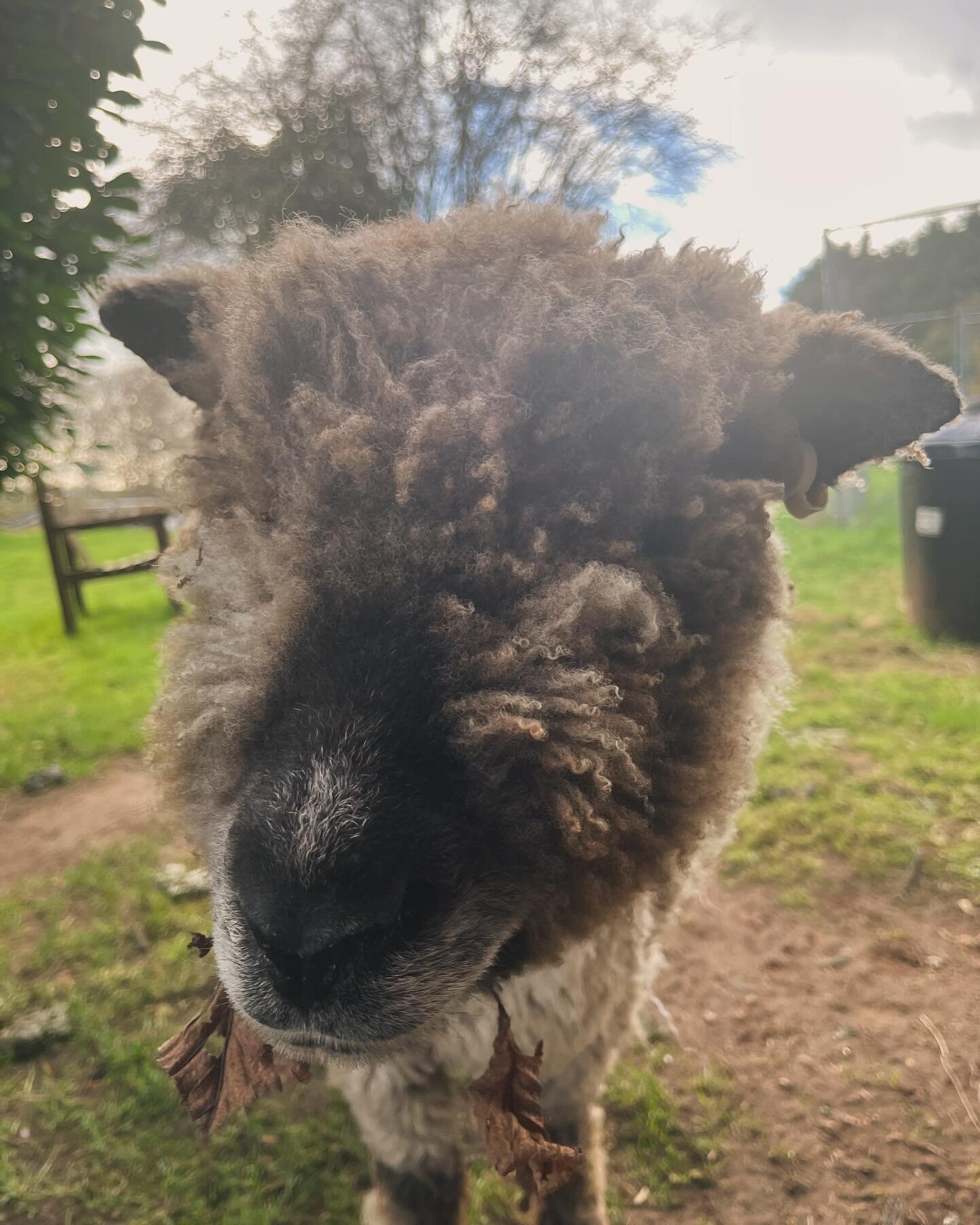 This is Emily. She&rsquo;s old, skinny, and not very sociable and currently lives in our garden where the best grass is. This week she has into the chicken run twice and scoffed all their feed. Here she is plotting her next break in #sheep #ukfarming