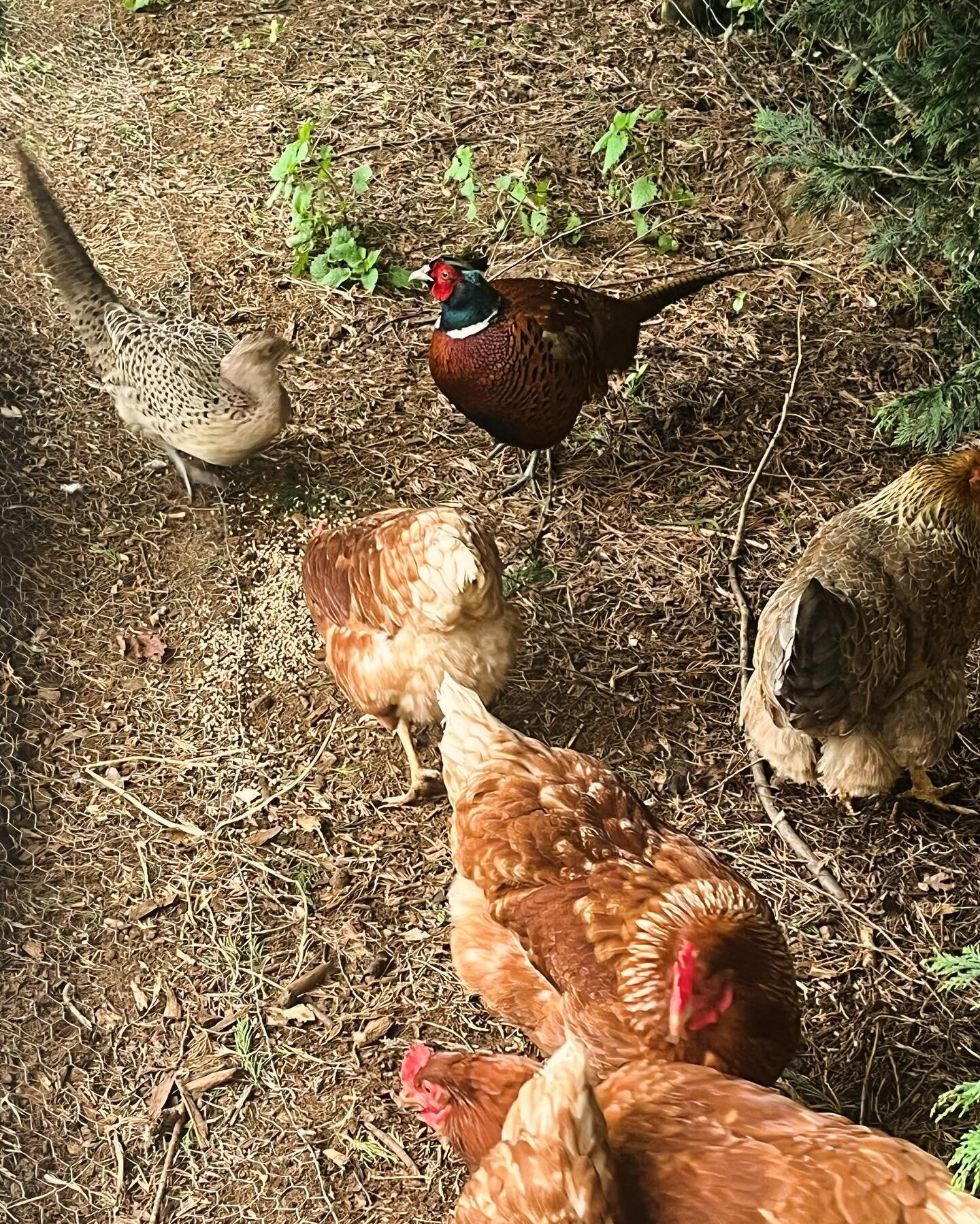 The little garden flock has grown by 2. The brightly coloured one is a bit of a show off