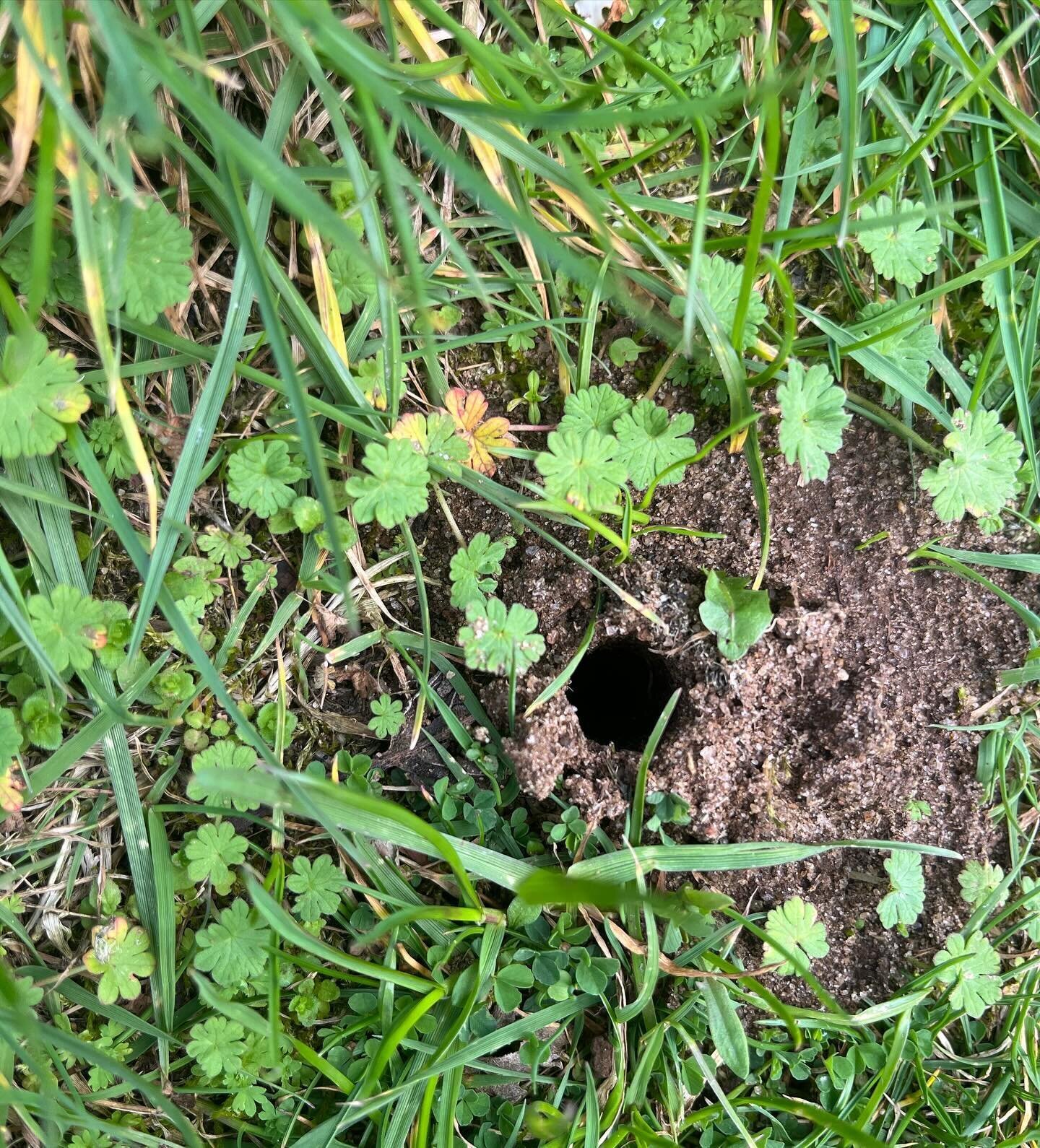 We have lots of these little holes around the garden and today I found out who&rsquo;s been making them! This is a Minotaur Beetle, a tunnelling dung beetle.  Just read that their tunnels can be 1.5m deep! This male (note the 3 horns) was busy workin
