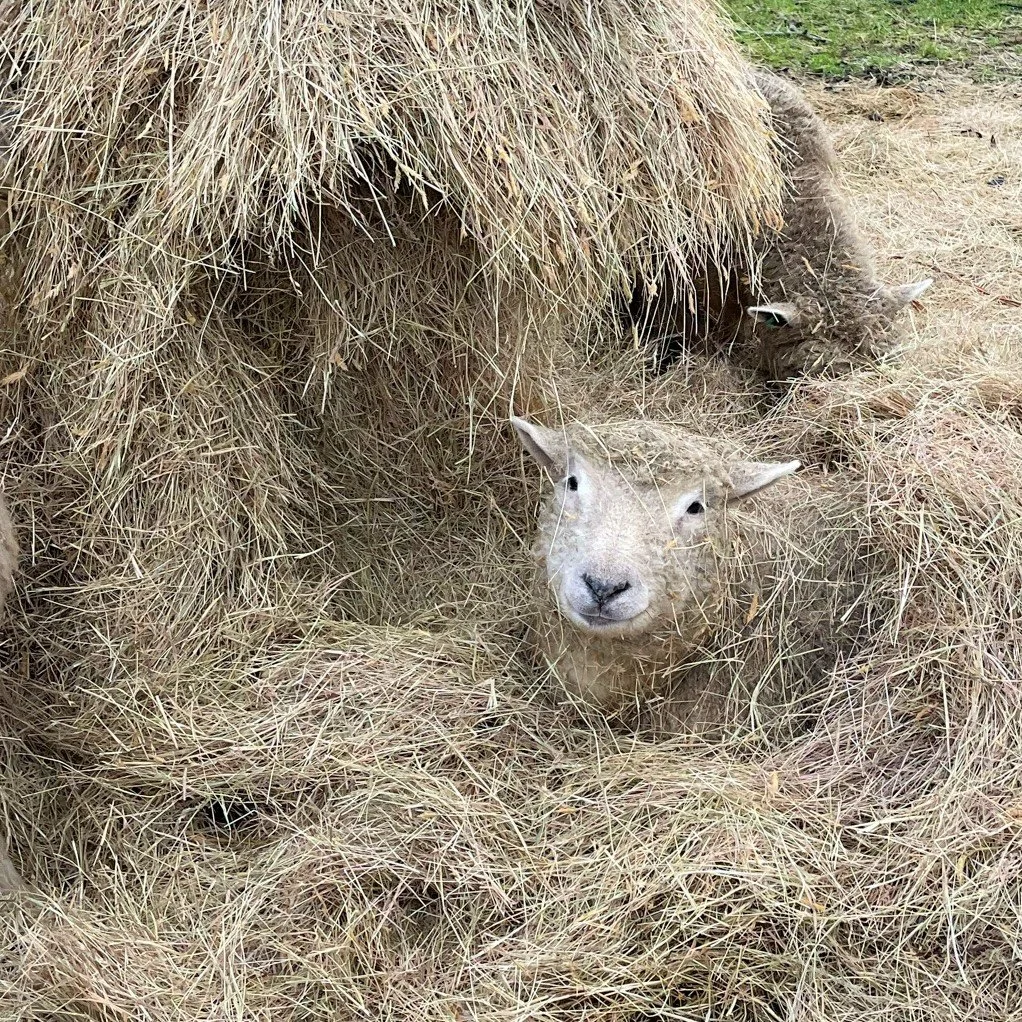 Sheep in hay
