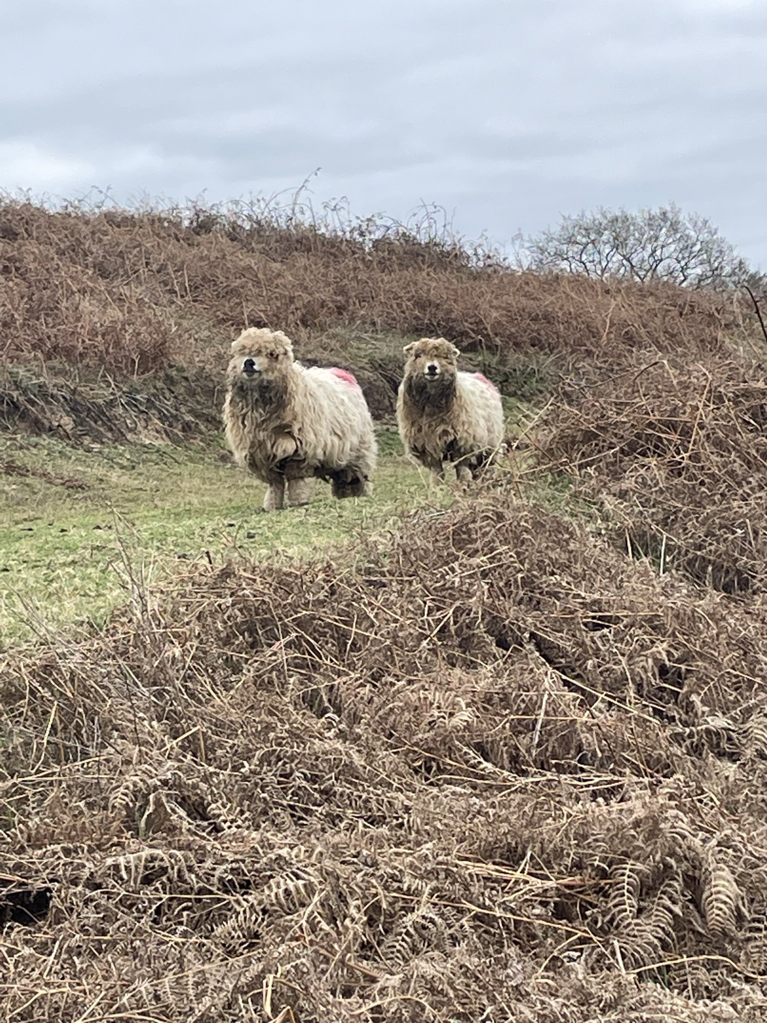 Greyface Dartmoor ewes in bracken