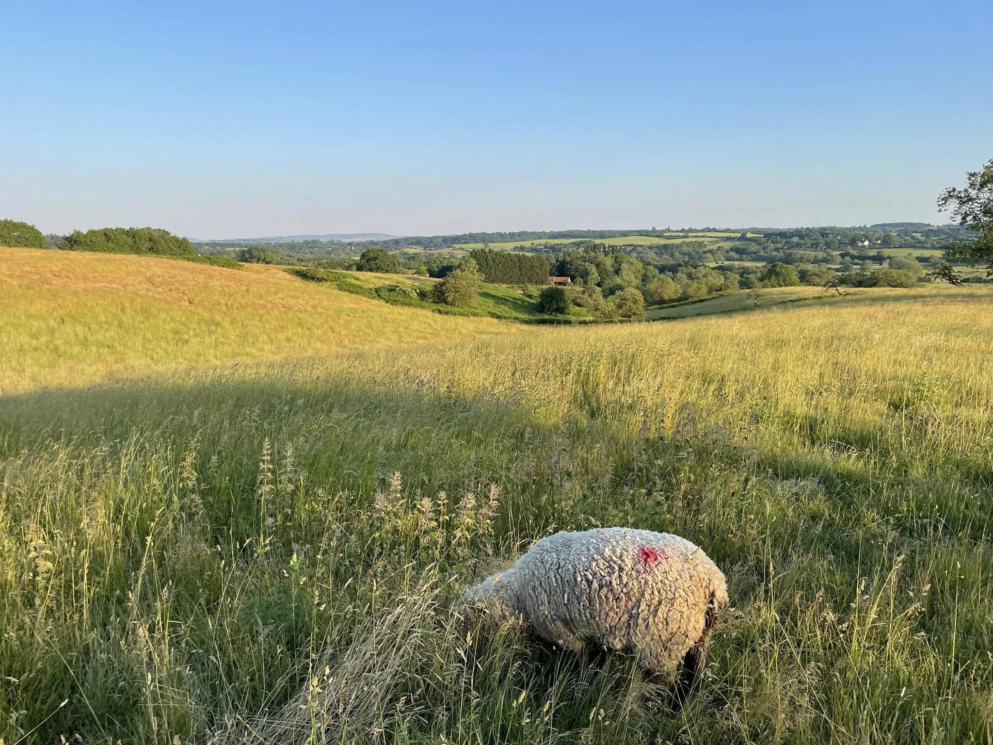 Sheep grazing at the top of the farm