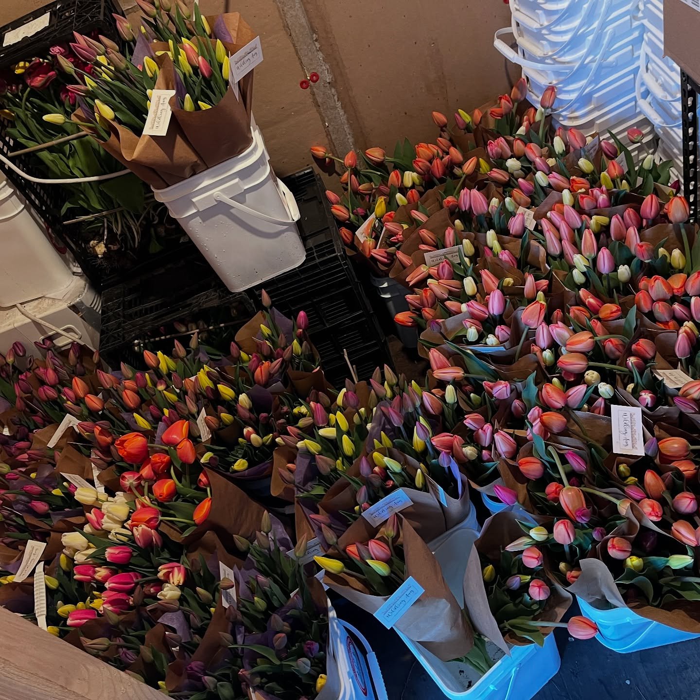 🌷Did you ever wonder what 150 tulip bouquets look like?

See ya @kemptville_farmers_market today at noon everyone!