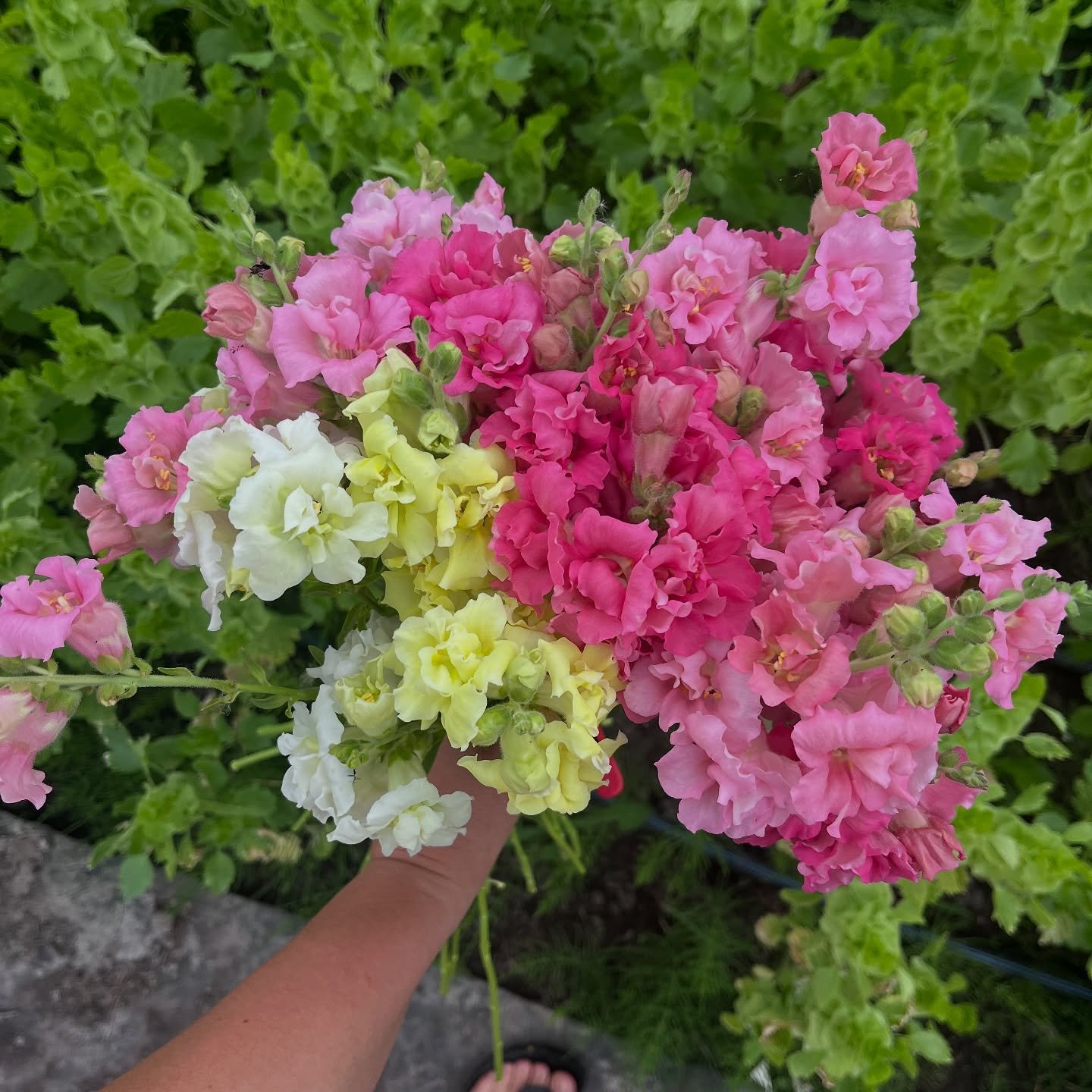 👰💐Hands full of fleurs next up&hellip;.Arms full of fleurs and I&rsquo;m excited!#

We&rsquo;re very excited for tomorrows project!! Stay tuned🥂

#bridalflowers #farmflowers #freshisbest #ontarioflower #farmher #lesfleur #ranunculus #springflowers