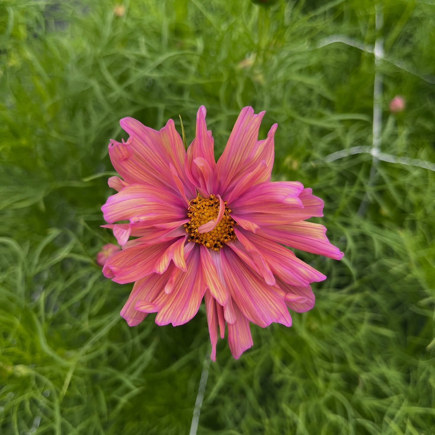 Just these!!!!

Cosmos Apricotta