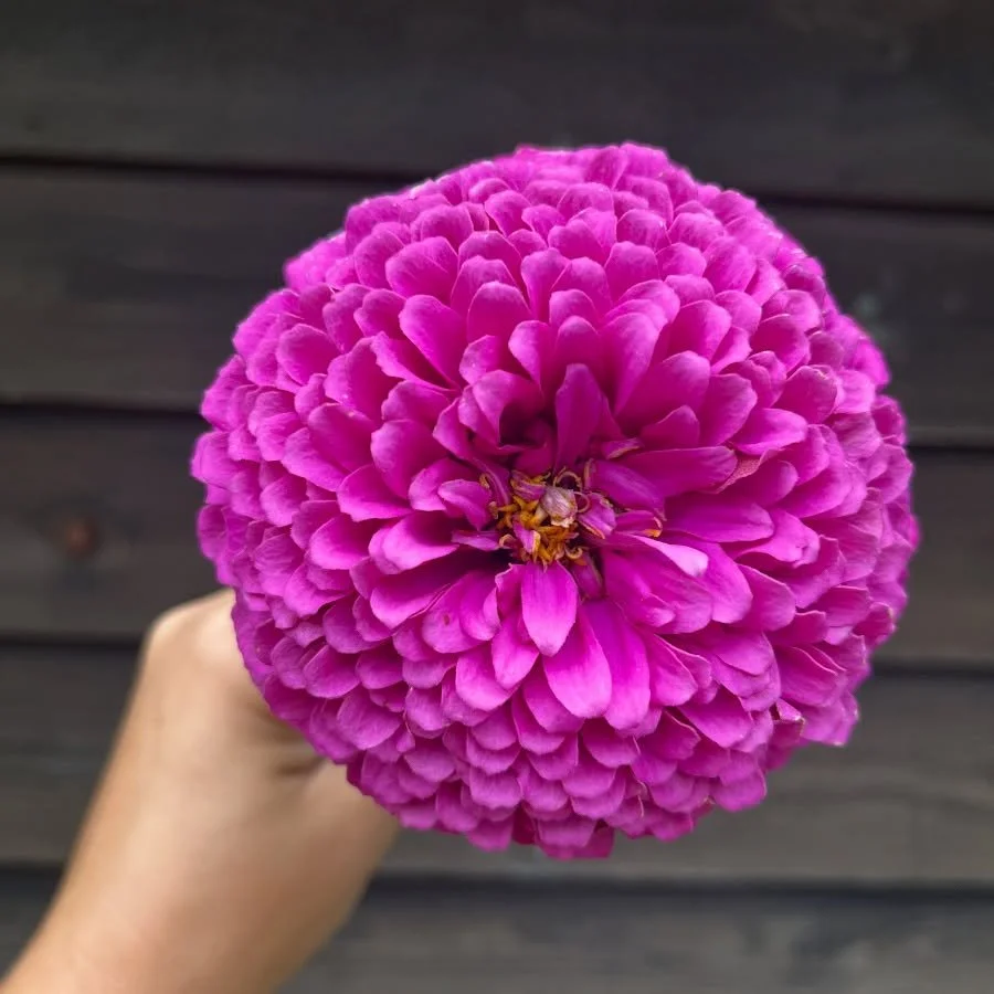 💜These big juicy zinnias are going to be in the weeks bouquets!!!!

@kemptville_farmers_market tomorrow 12-4 

#zinnia #augustflowers #canadianflowers #ottawaflowers