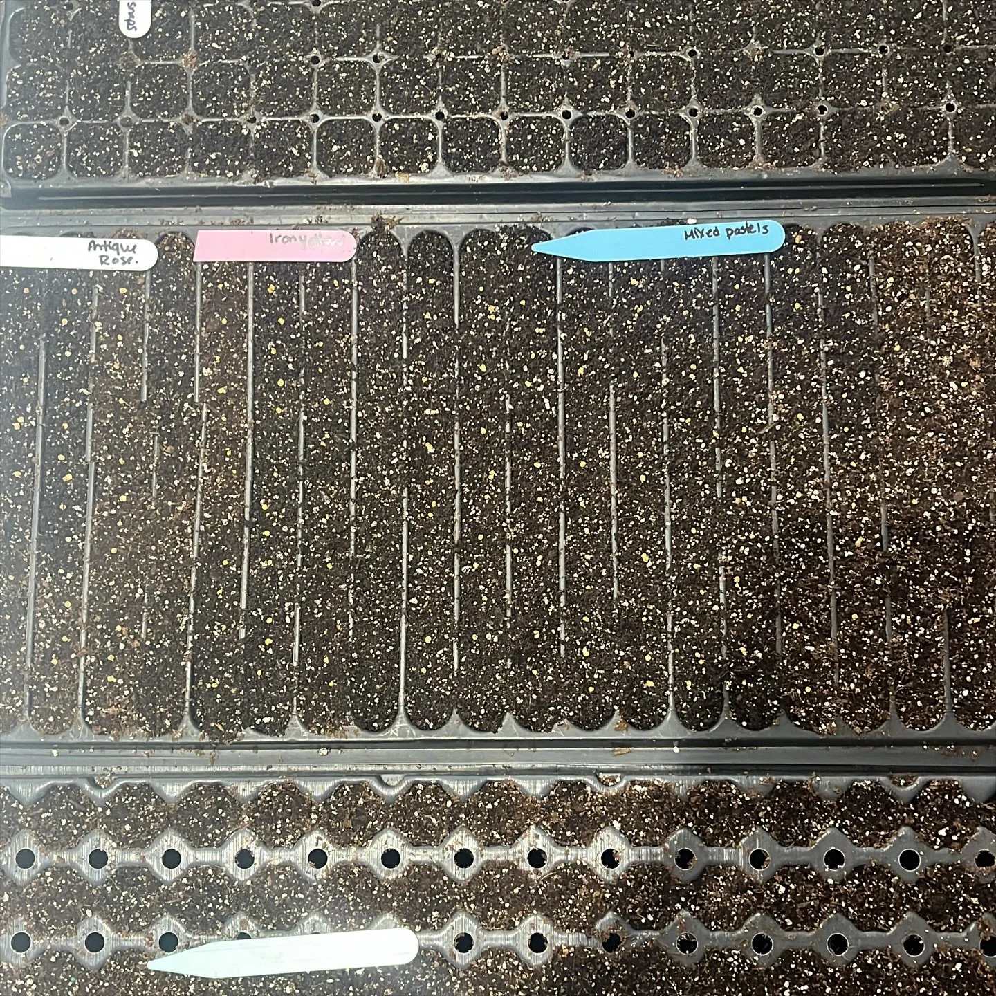 🌱Not bad for a morning seeding session. 

🌱The 1st succession of #coolflowers is roughly about 3/4 done now and things are starting to feel springlike around here.

🌱Friendly reminder to start your snapdragons right now&hellip;you&rsquo;re officia