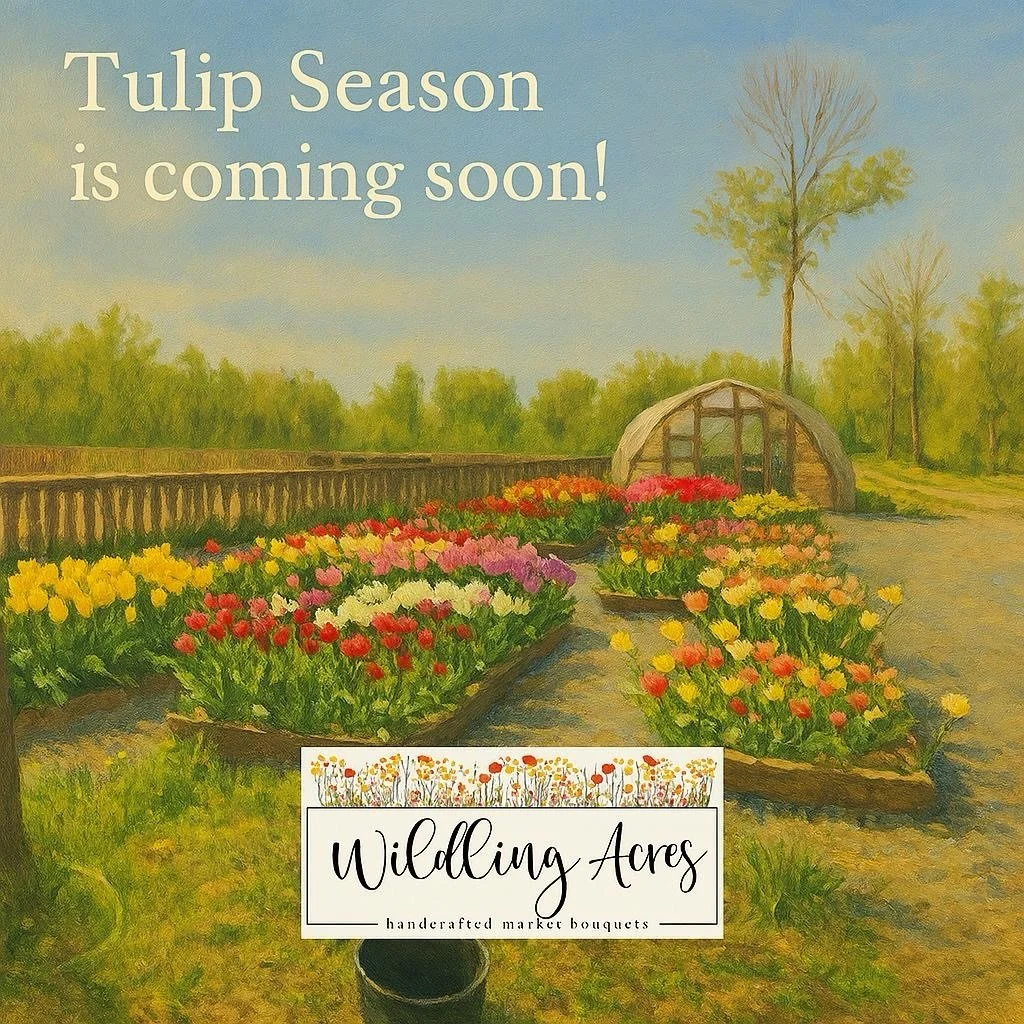 🌷It&rsquo;s almost time!!!

🌷Emails to our bouquet subscribers will be coming out this week, planning for the Tulip U-Pick is in full swing and minor planting has begun.

🌷It&rsquo;s stating to feel like full fledged Spring around here. 

#tulip #