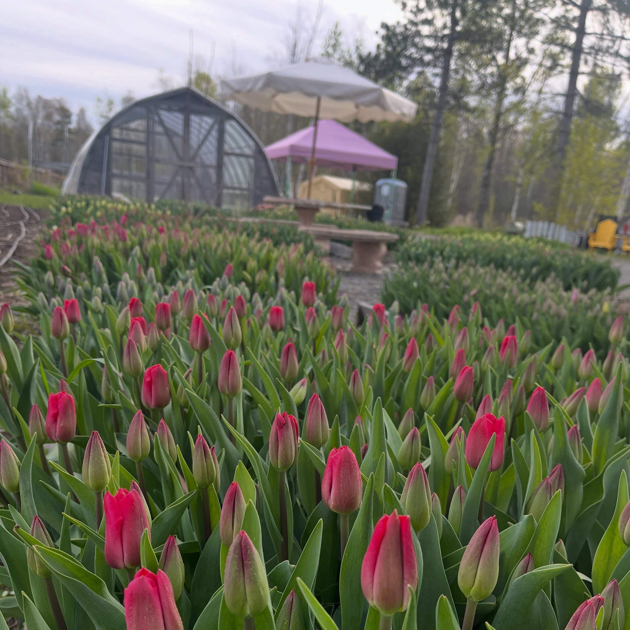 All the pinks are popping from @vanco_tulips!!!

See you Thursday afternoon for the next installment of the Sip and Pick with @greengablesvines🌷🍷🌷🍷
