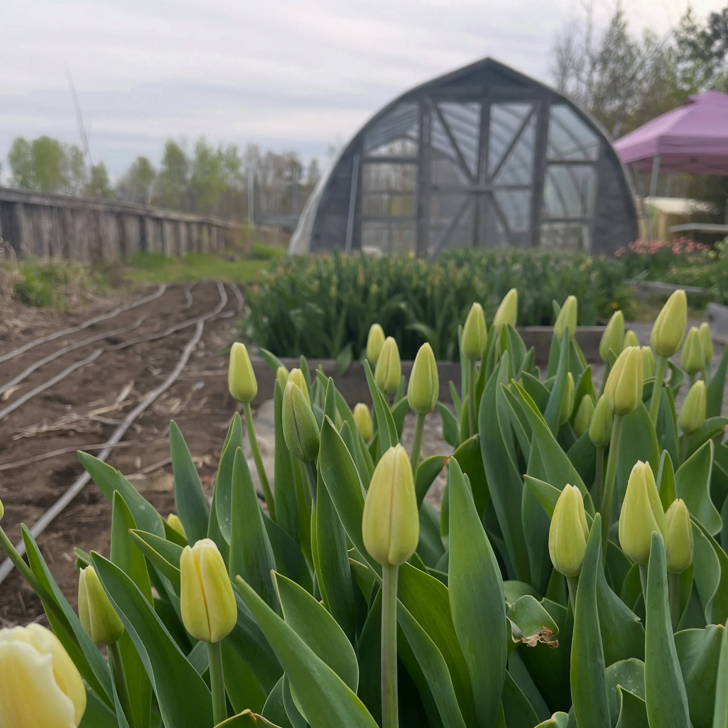 🌷This weekend you can find all these beauties here in Kemptville @kemptville_farmers_market Sunday 11-3 pm.

🌷Or in Merrickville @brownandco.design at their super cute Blooms Bar!

🌷👩🏼&zwj;🌾🌷🧑🏼&zwj;🌾🌷#merrickville #kemptville #ottawaflower