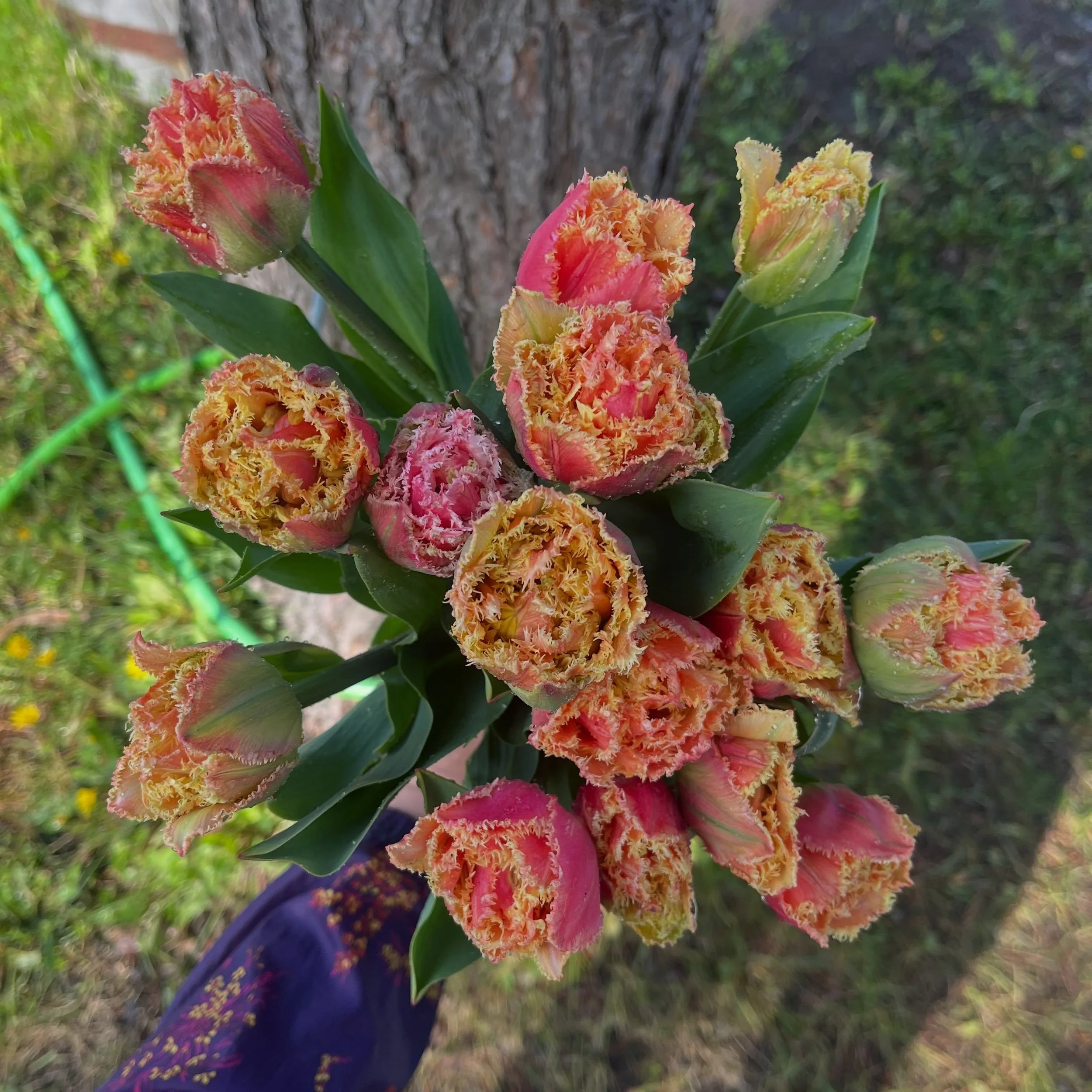 These little beauties went out to the bouquet subscribers today!🌷

They are legit the most beautiful coral toned tulips we&rsquo;ve ever seen🌷

#tulipseason #canadianflowerfarmer #ottawaflowers #kemptville