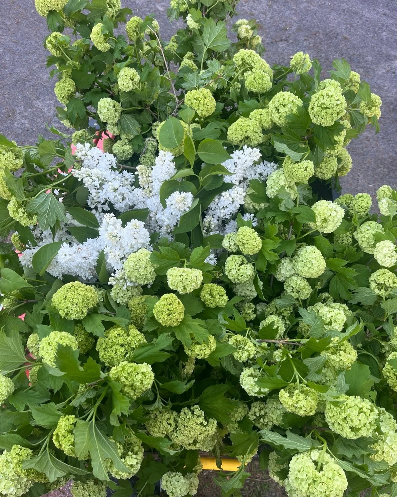 It&rsquo;s a great day when every single stem of this year&rsquo;s crop goes to a new home!

Have fun making someone&rsquo;s dreams come to@light this week @baroqueblooms