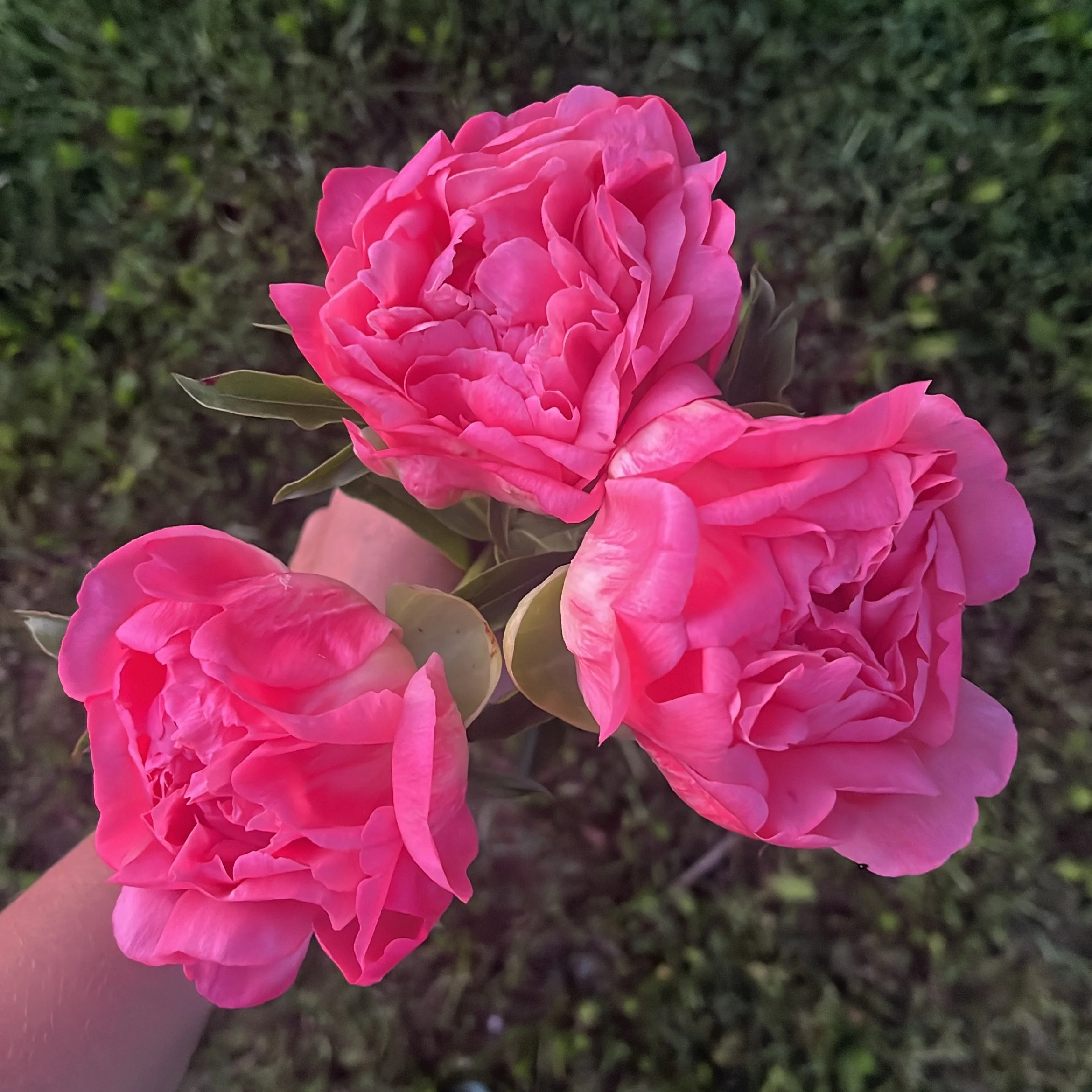 The first Coral Charm Peonies of the year going out the door for our Bloom Bar Collab with @brownandco.design in @merrickvillewolfordtimes. 

Did you know that they receive a fresh flower delivery each week on Tuesday and Fridays so that you can buil