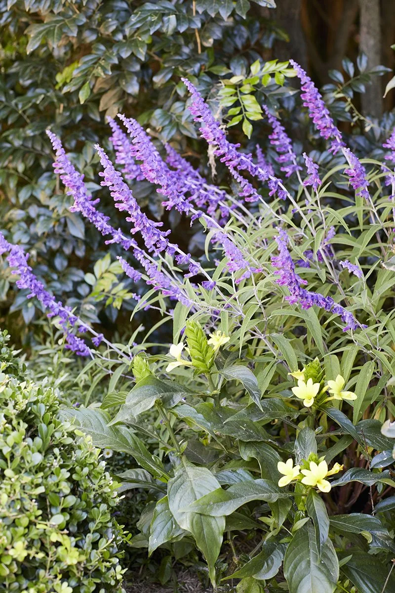 Purple flowers with green leaves in a garden setting.