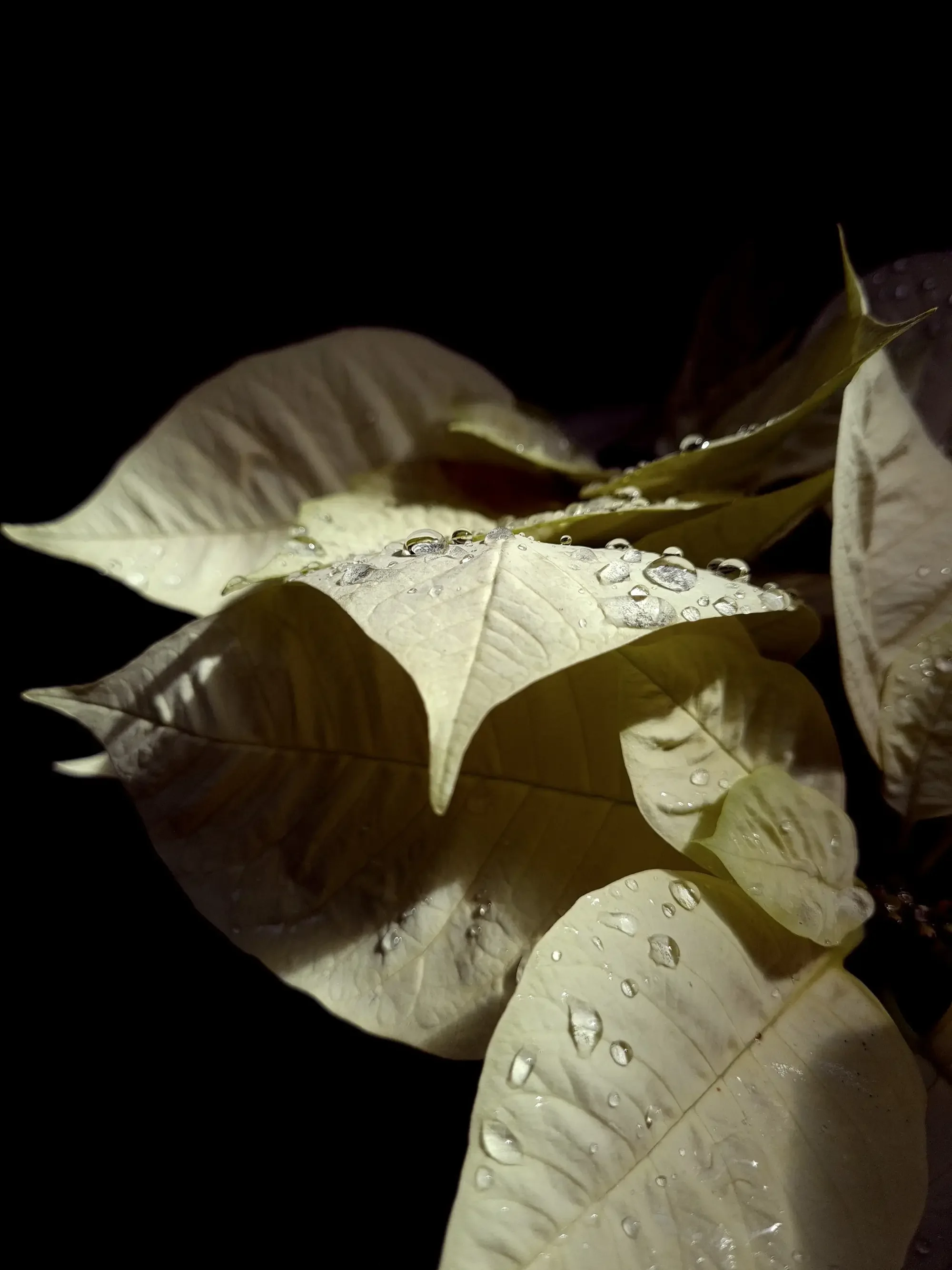 Close-up of light-colored leaves with water droplets on a black background.