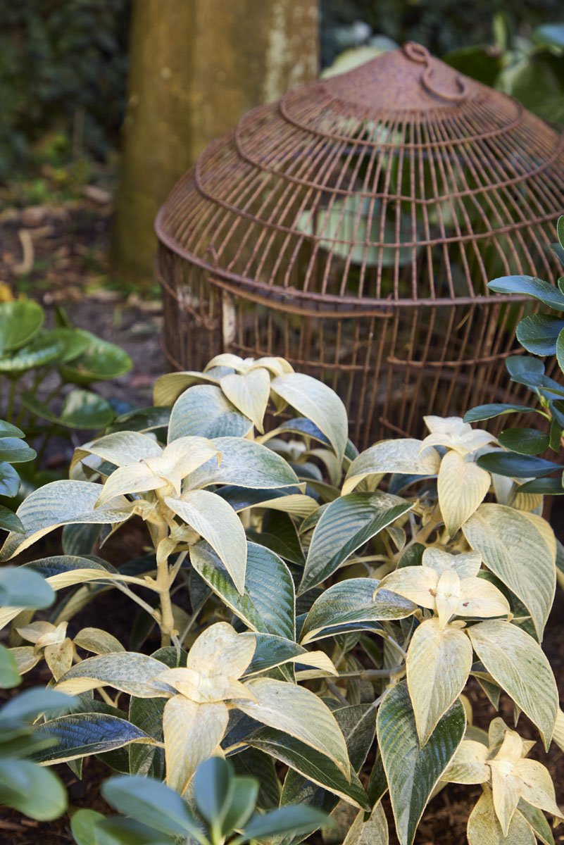 A decorative birdcage placed among green and variegated leaves in a garden setting.