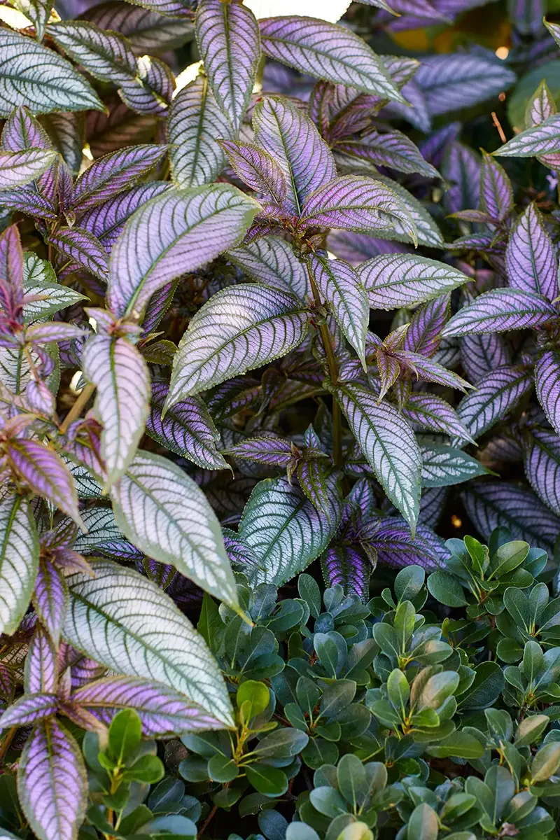 Close-up of vibrant purple and green leaves with detailed veins, possibly a type of ornamental plant or foliage.