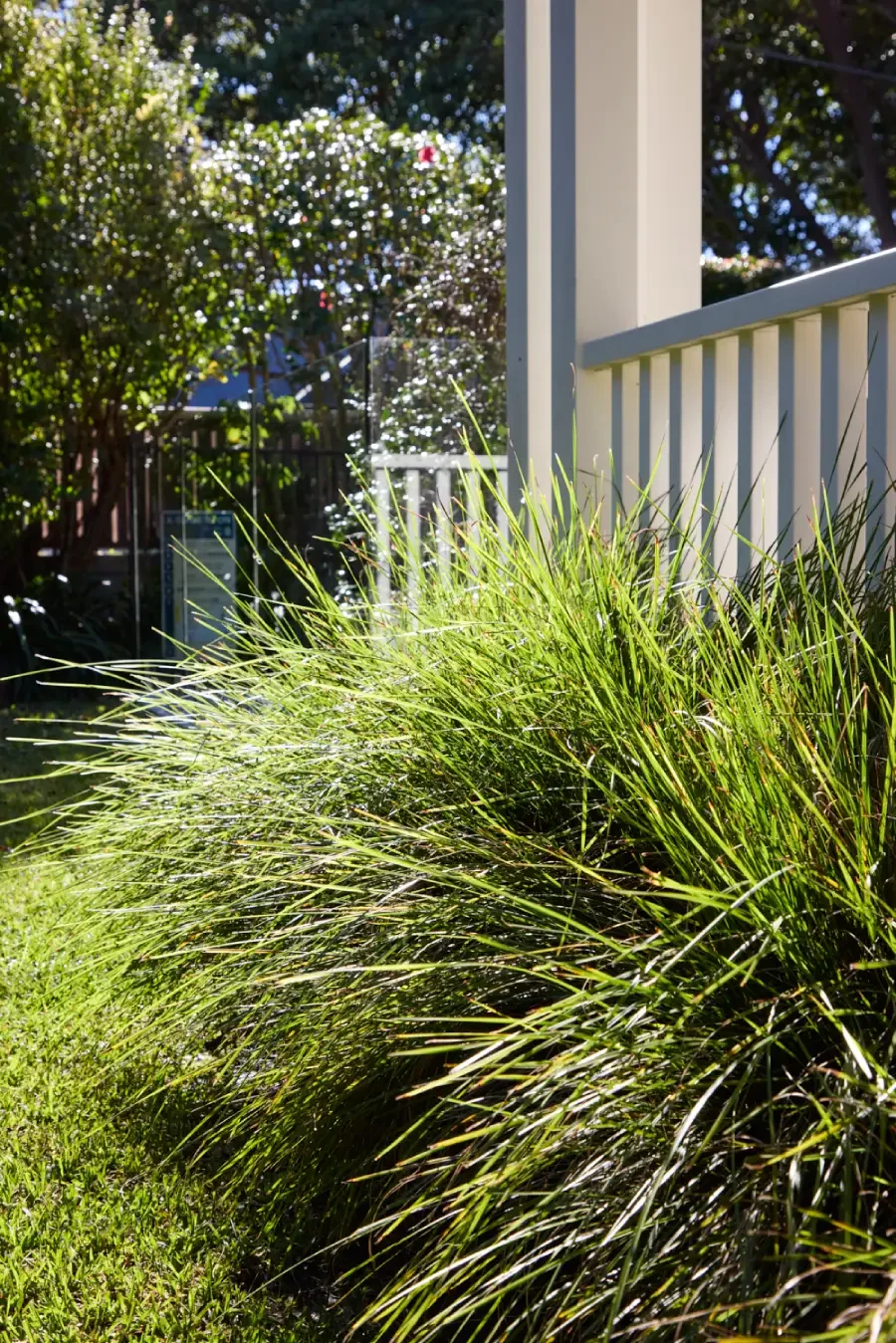 Close-up of ornamental grass in a garden with a white porch railing and trees in the background under bright sunlight.
