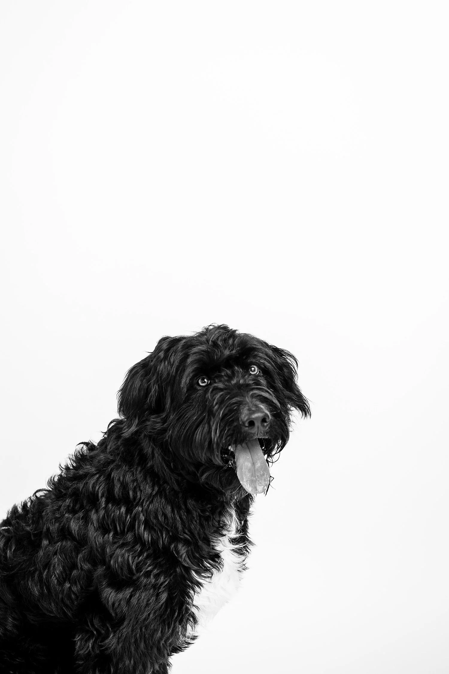 pet-portraits-24.JPG