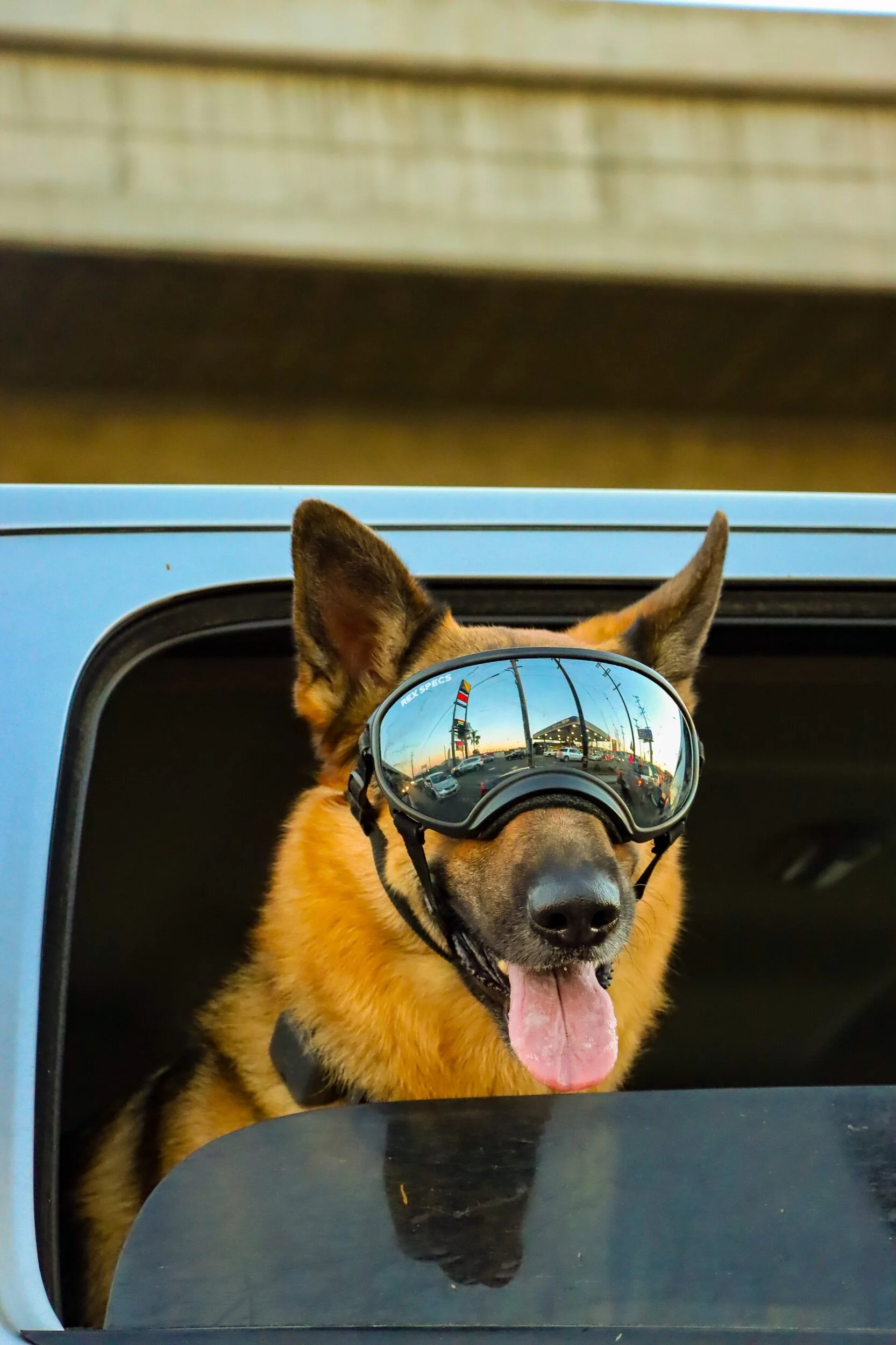 Dogs World