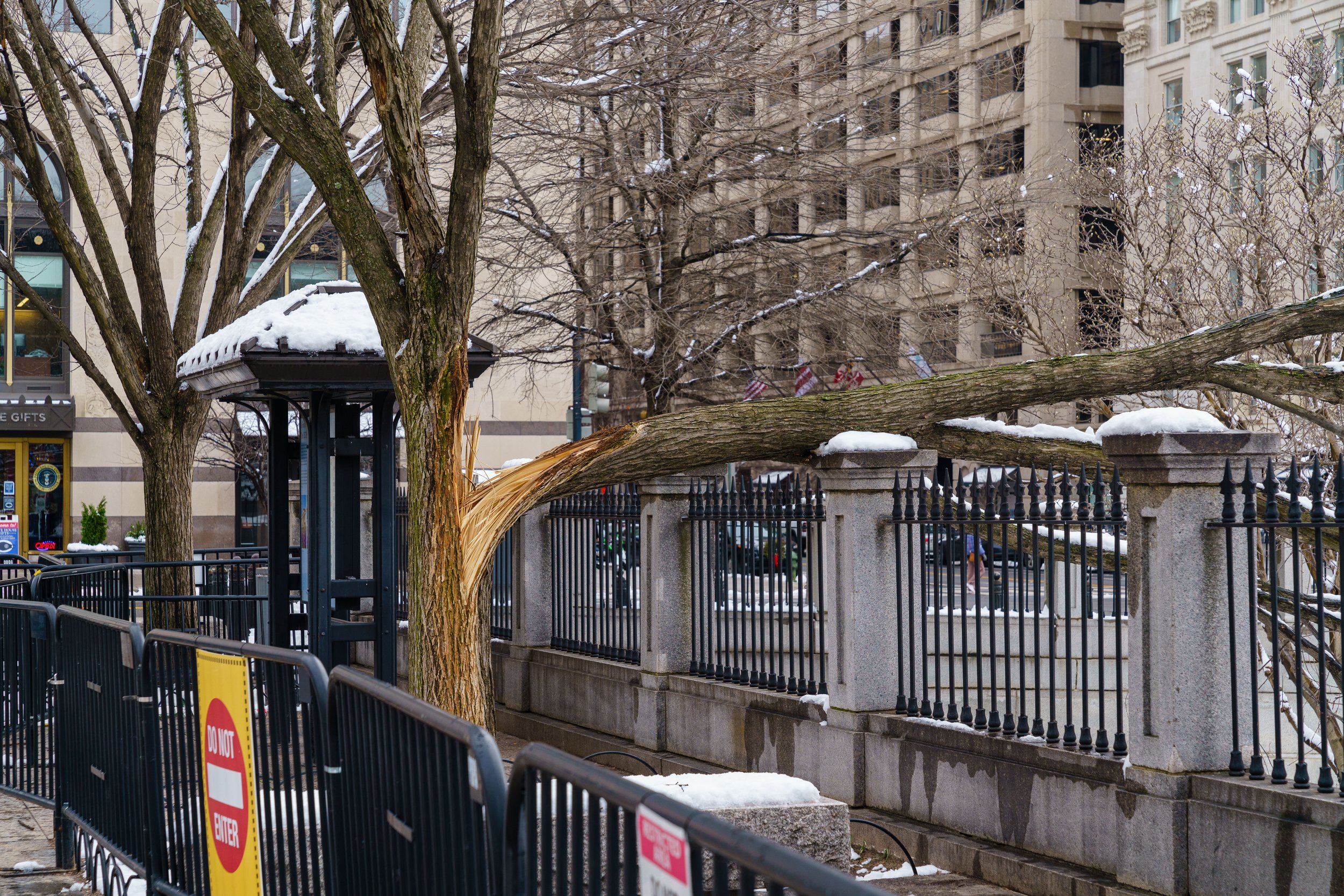 A tree broken in half from the winter snow.