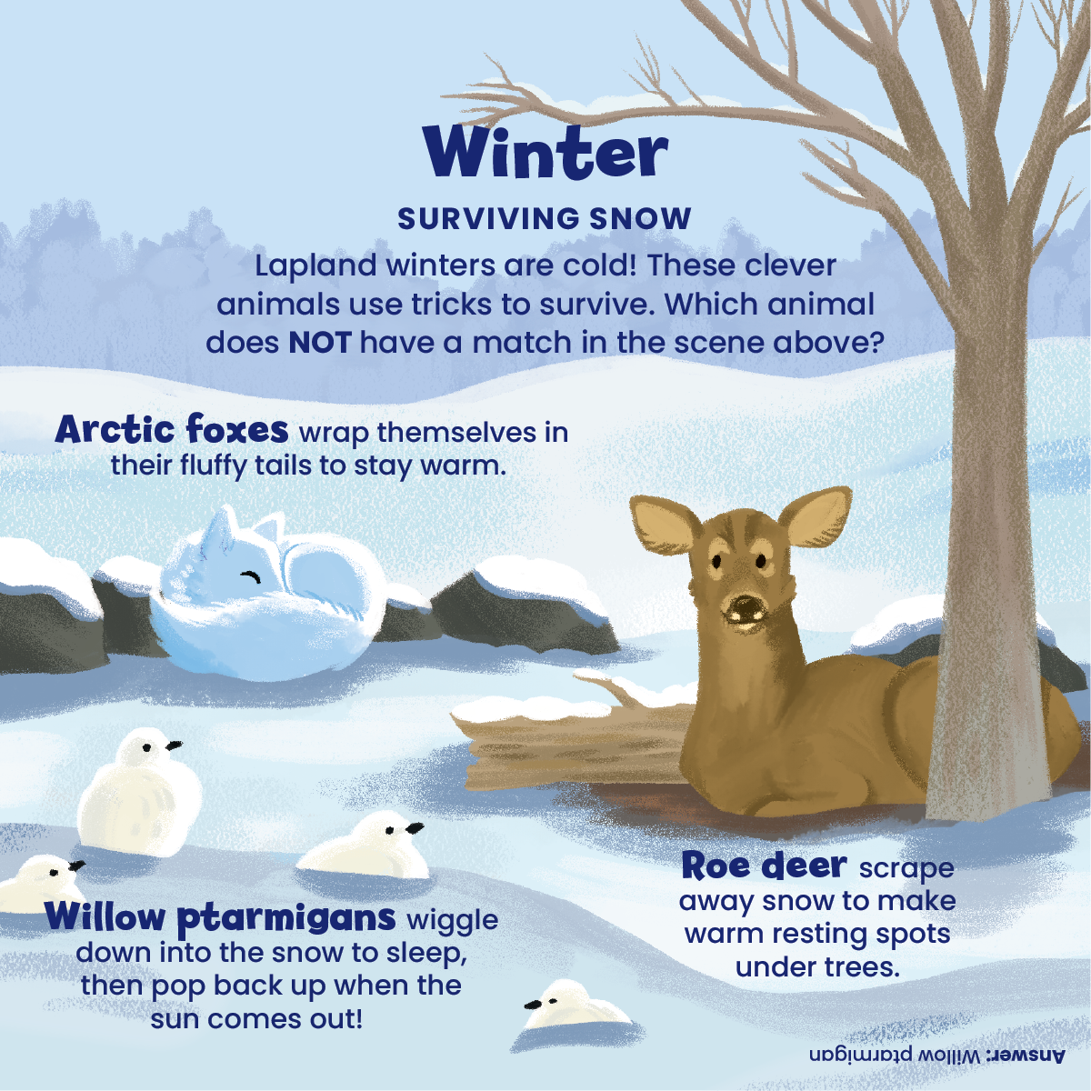 Winter_Animals.png
