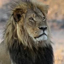 The Slaying of Cecil: Hwange National Park