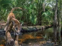 Saved by a Hunter, Betrayed by Science: The Florida Everglades Panther Story