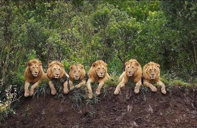 Reign of Terror: Sabi Sand Nature Reserve