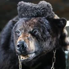 Pablo Escobear the Cocaine Bear: Chattahoochee National River Recreation Area