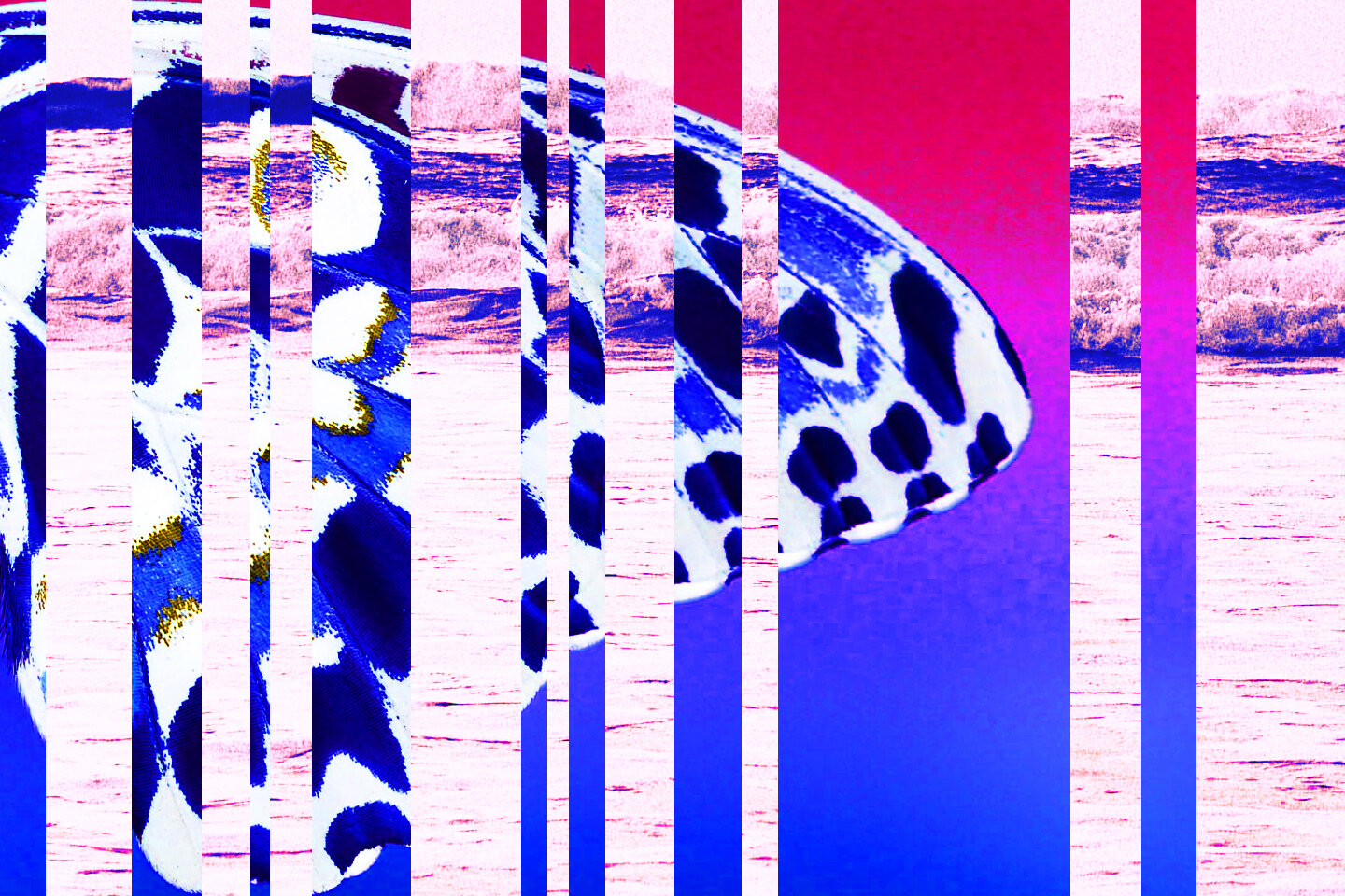 333_VioletSea_frames01.jpg