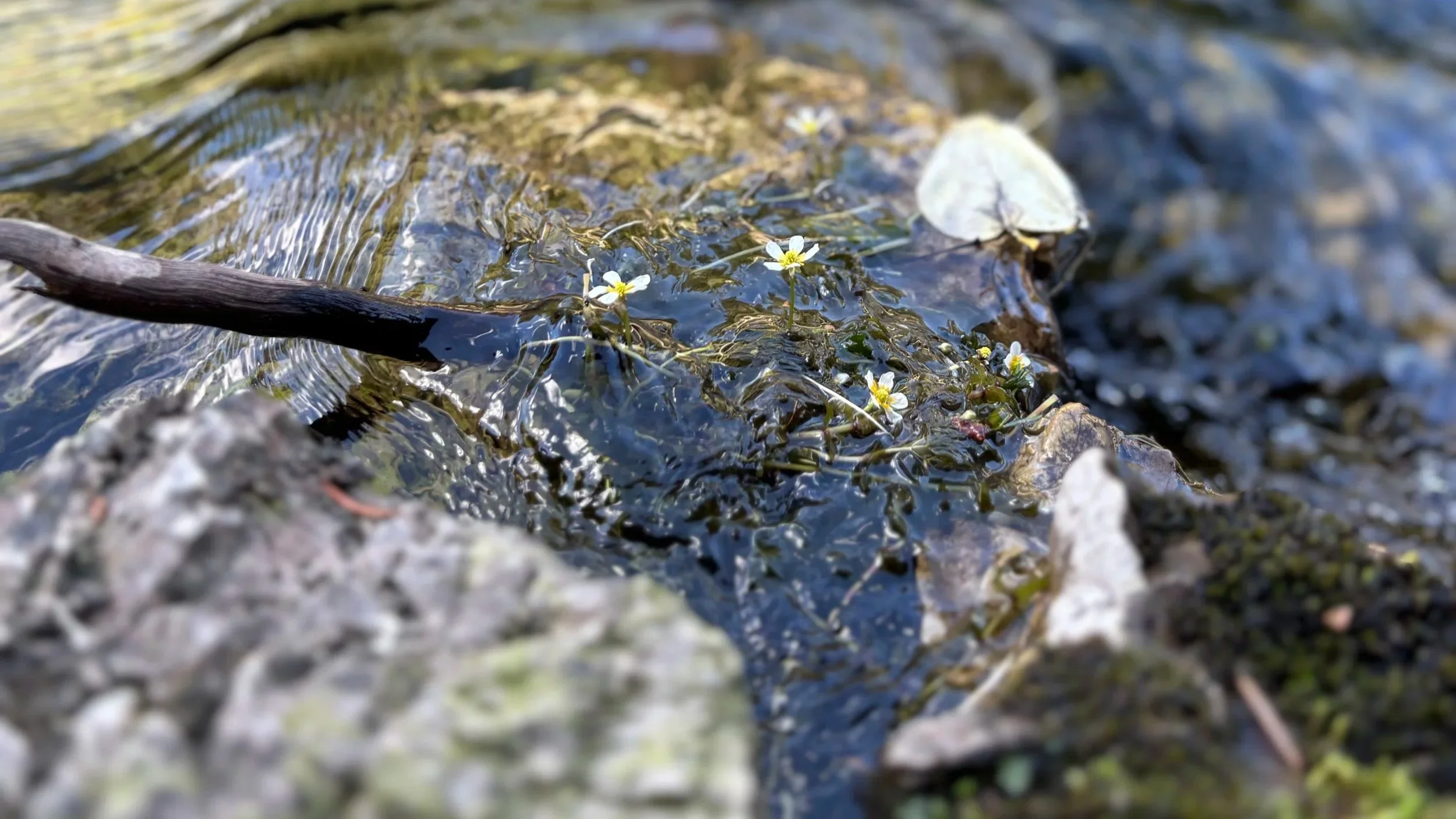 Small white flowers growing among wet rocks and moss near a stream.