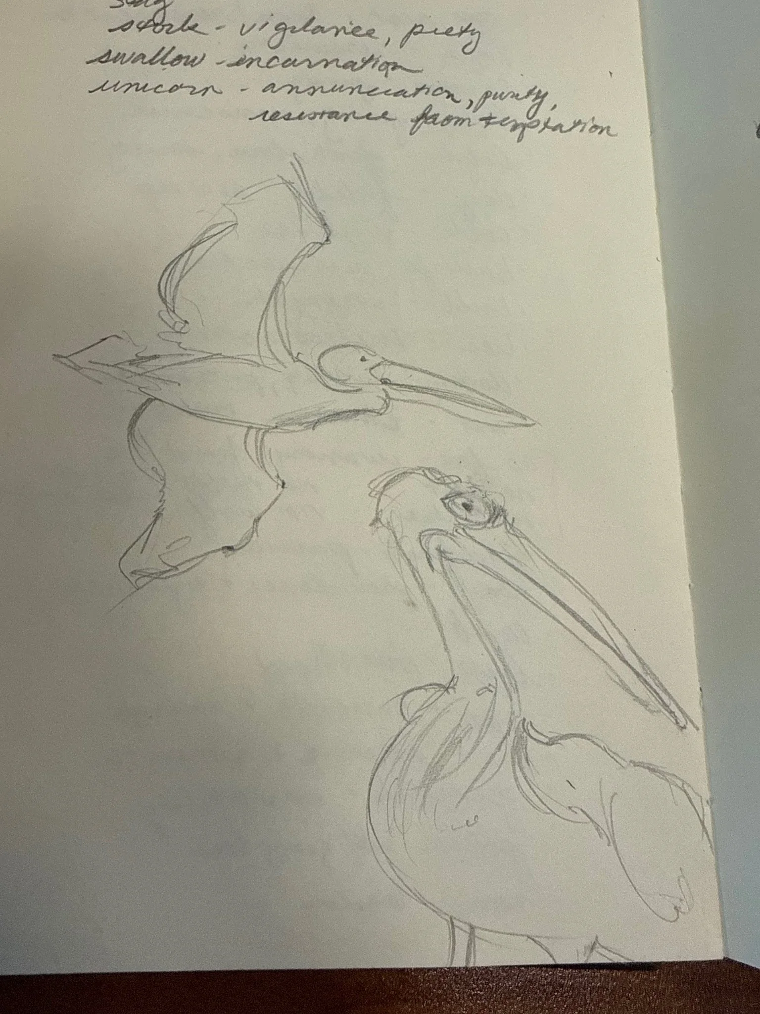 Pelican Sketch 2.jpg