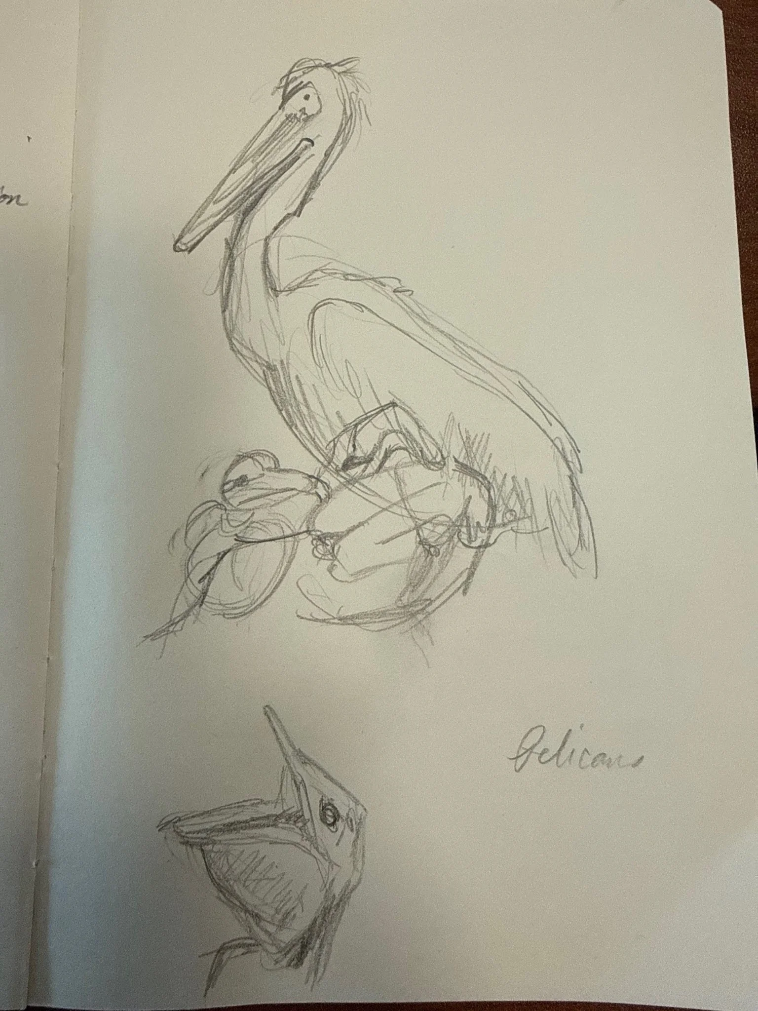 Pelican Sketch 1.jpg